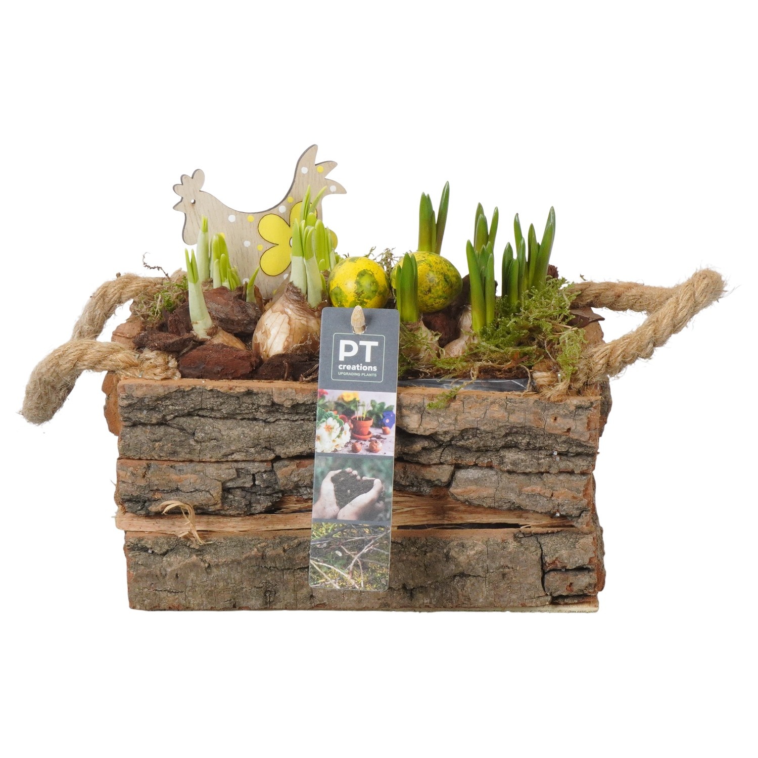 PTBMP5728 Arrangement Easter Bulbs Mix in houten rechthoekige bak, D 20