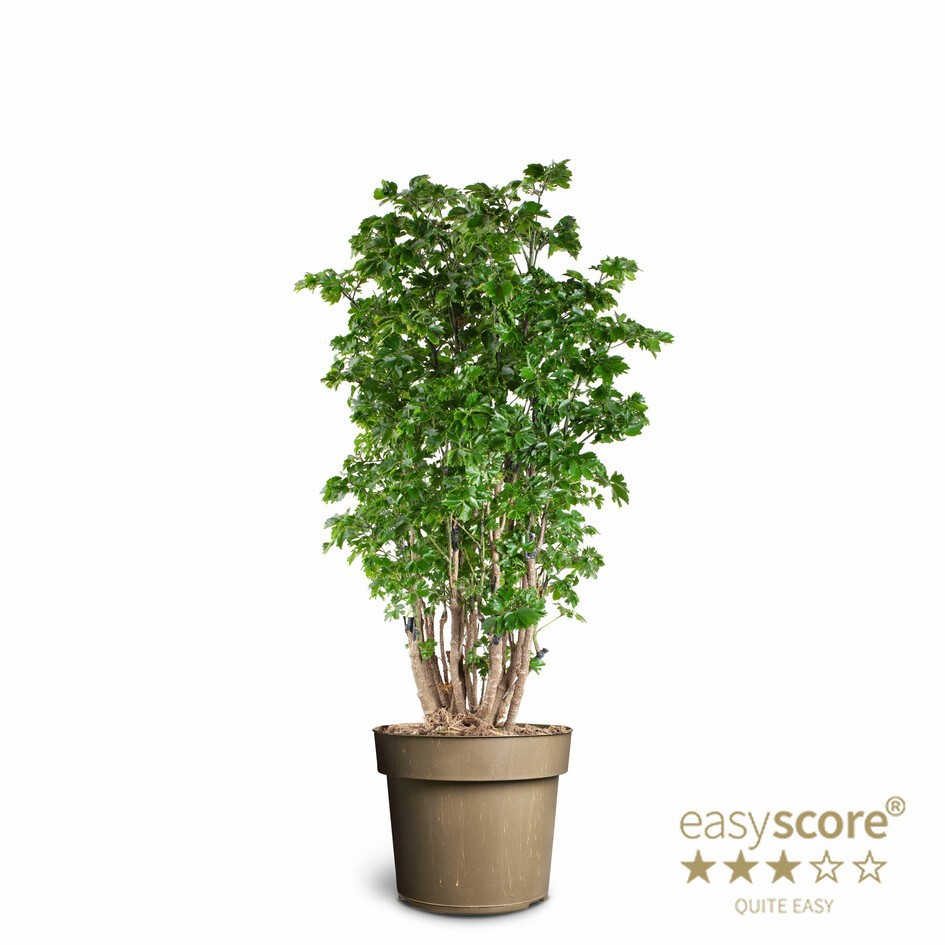 POLYSCIAS BALFOURIANA 'FABIAN', D 24