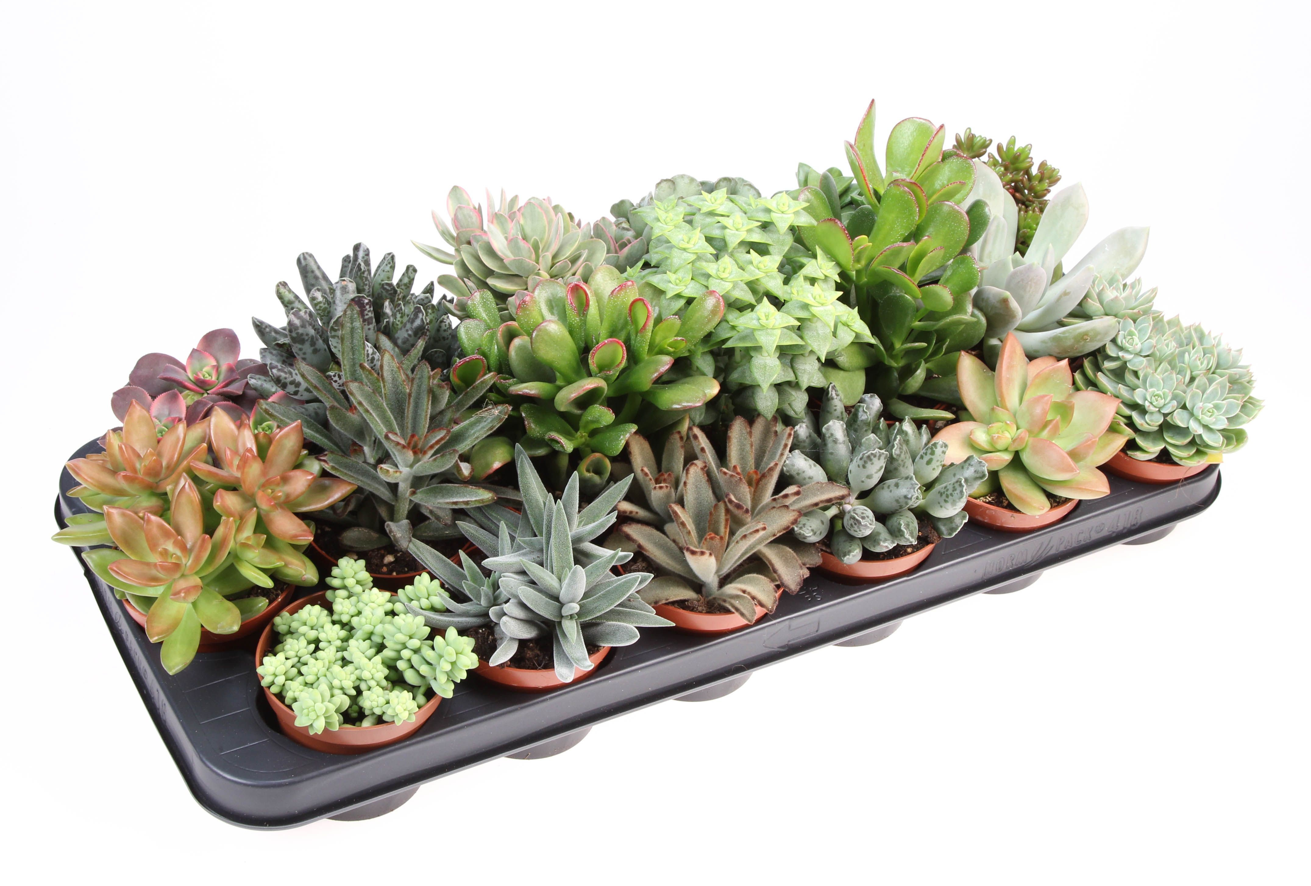 Succulenten mix, D 8,5