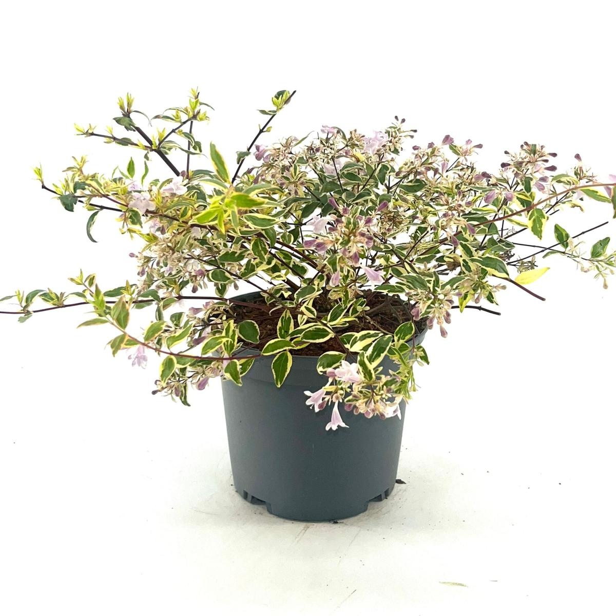 Abelia grandifl. 'Hopleys', D 17