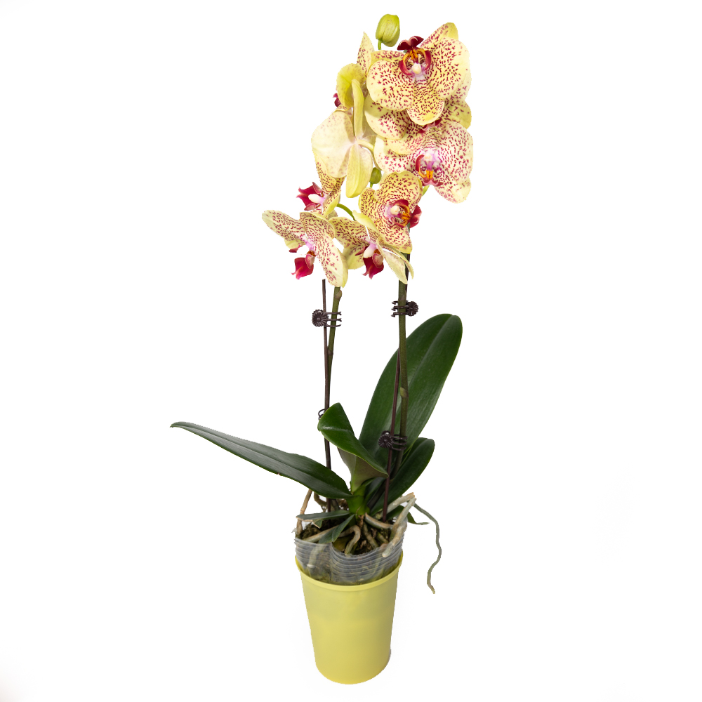 Phalaenopsis Chinese Mix 2 pp (предзаказ)