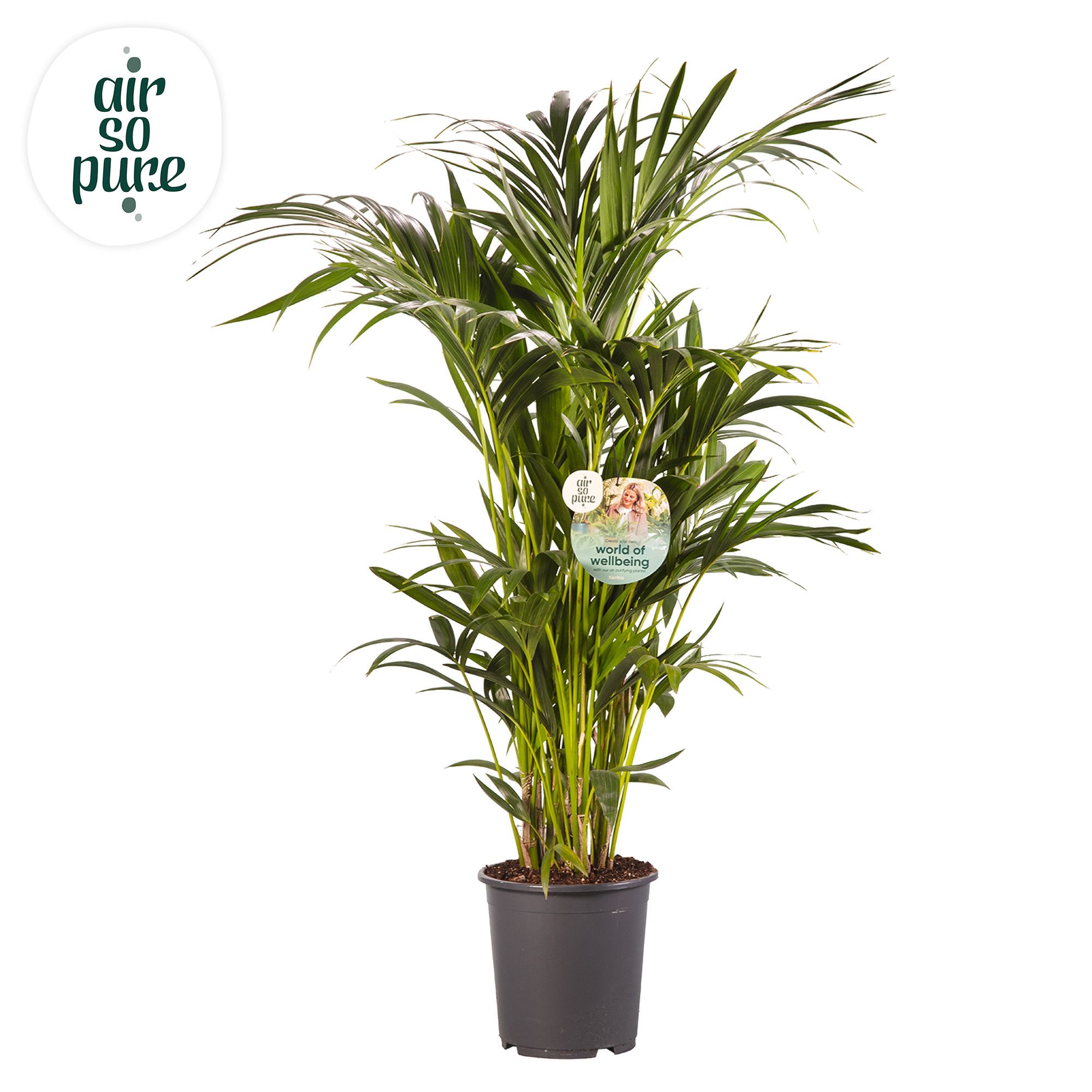 KENTIA - P27 H120 - 12PP - Air So Pure (Howea forsteriana), D 27