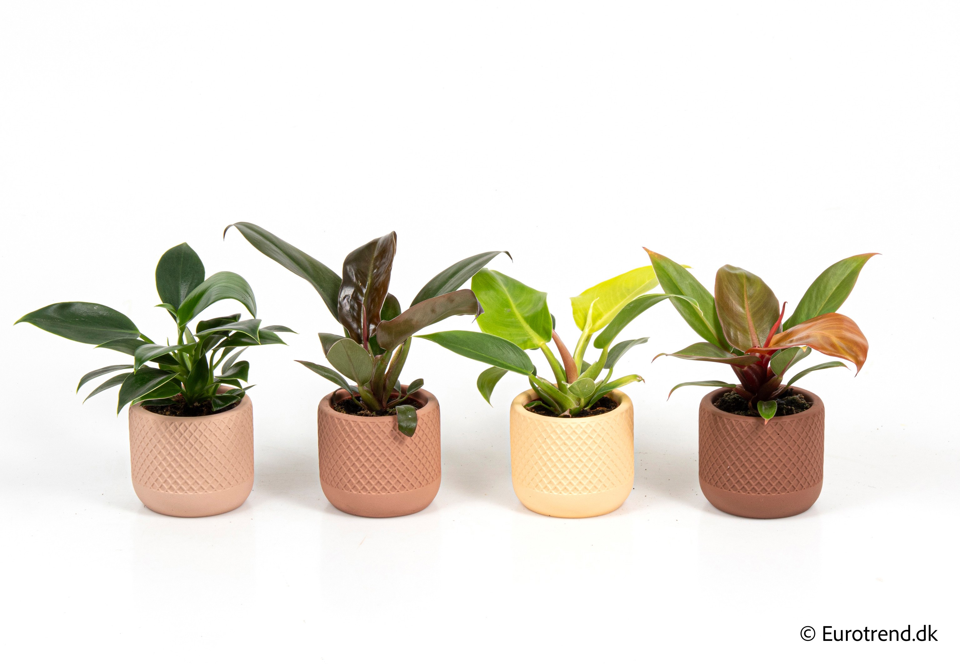 Philodendron mix in New Look ceramic 2026, D 6