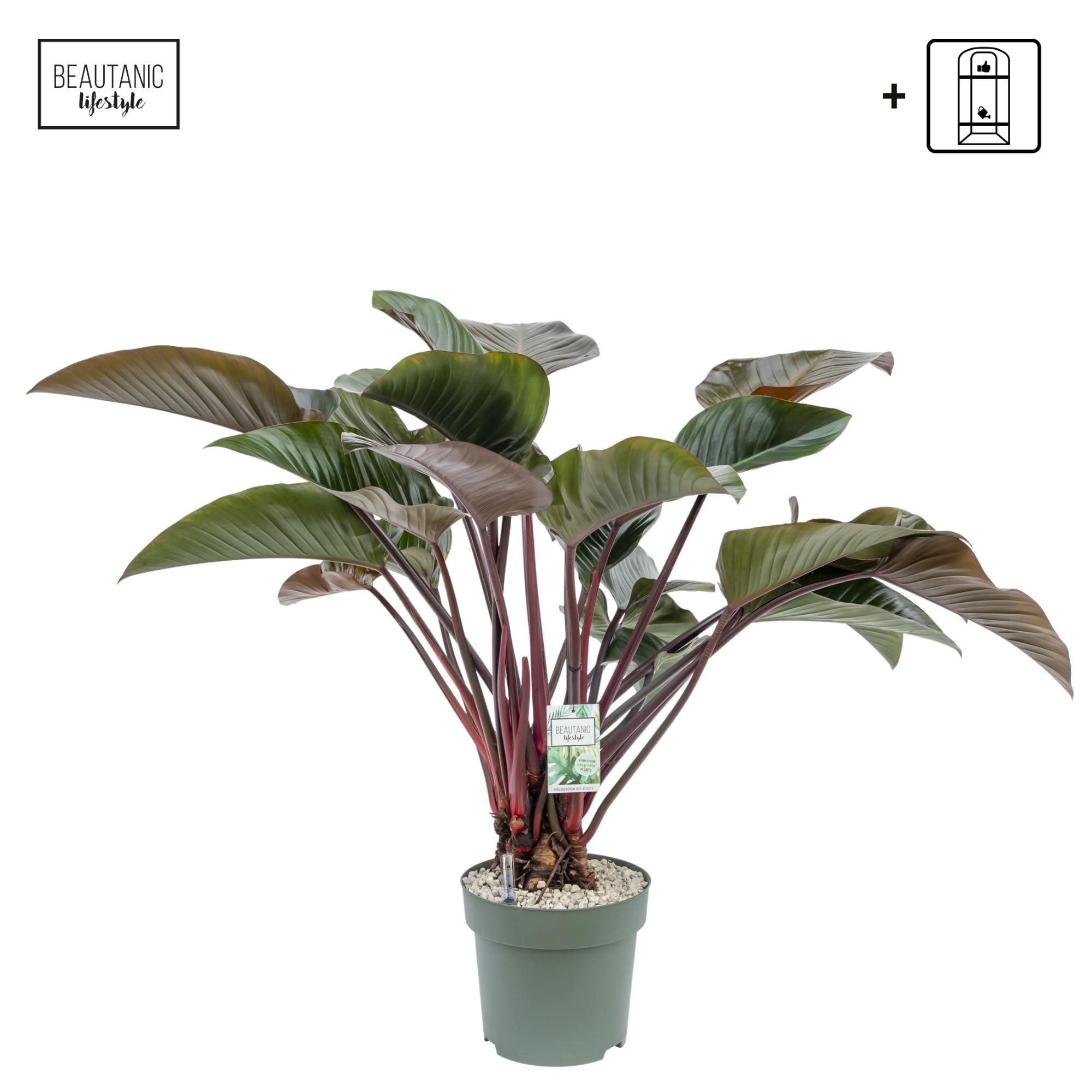 Philodendron Red Beauty, D 30