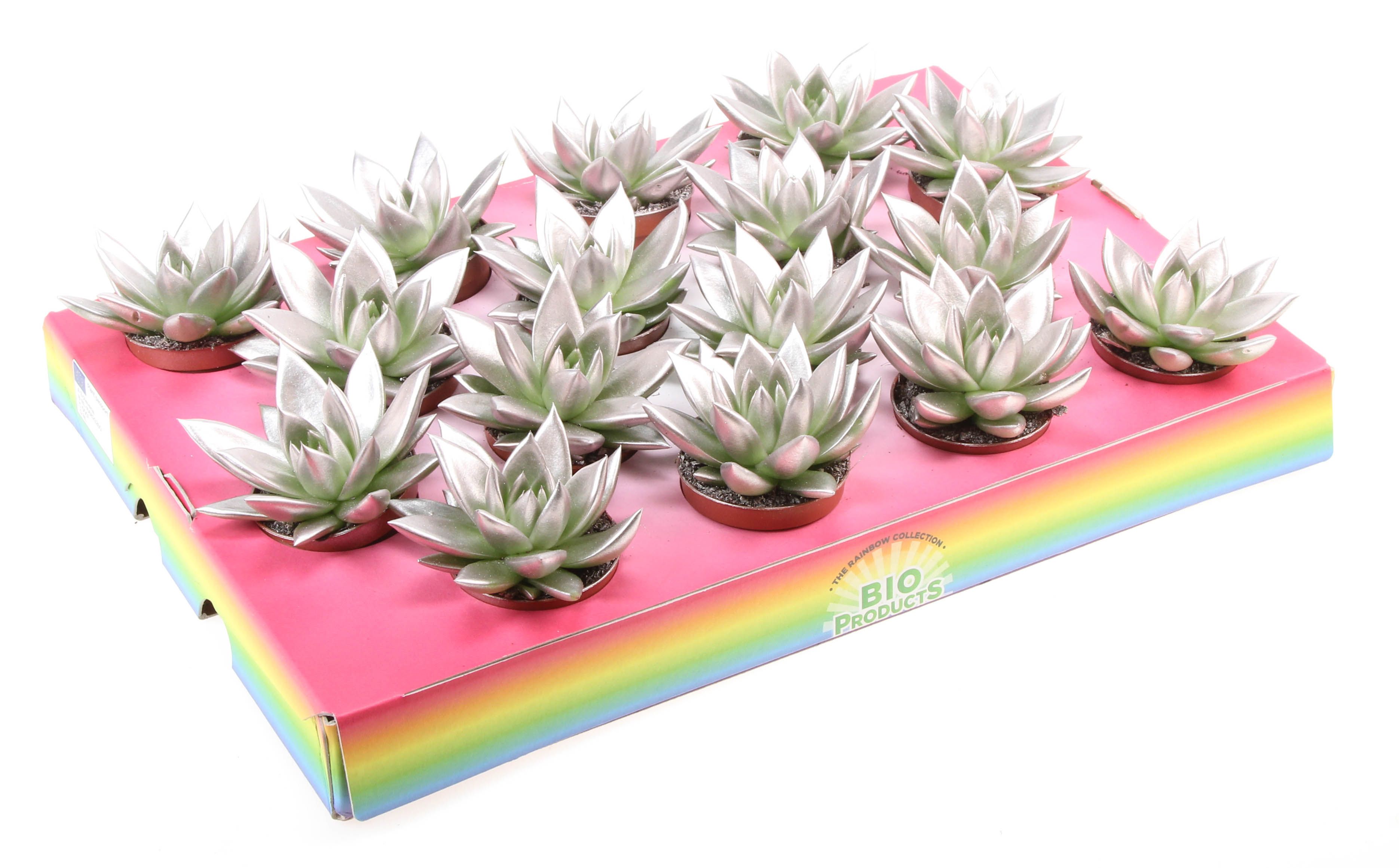 Bio miranda rainbow champagne, D 6