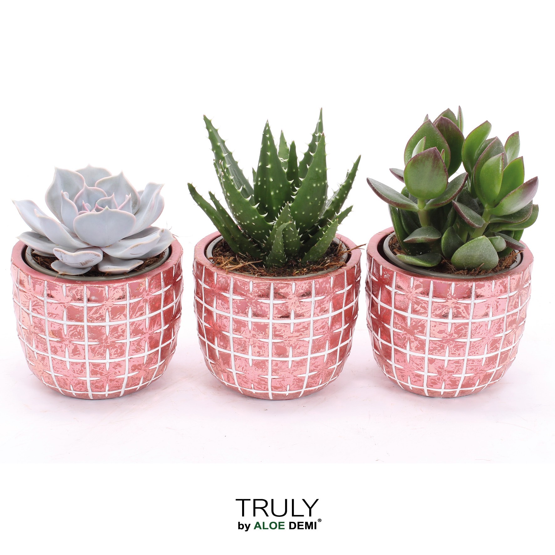 TRULY Succulent, Disco Mosaic Red M, D 10