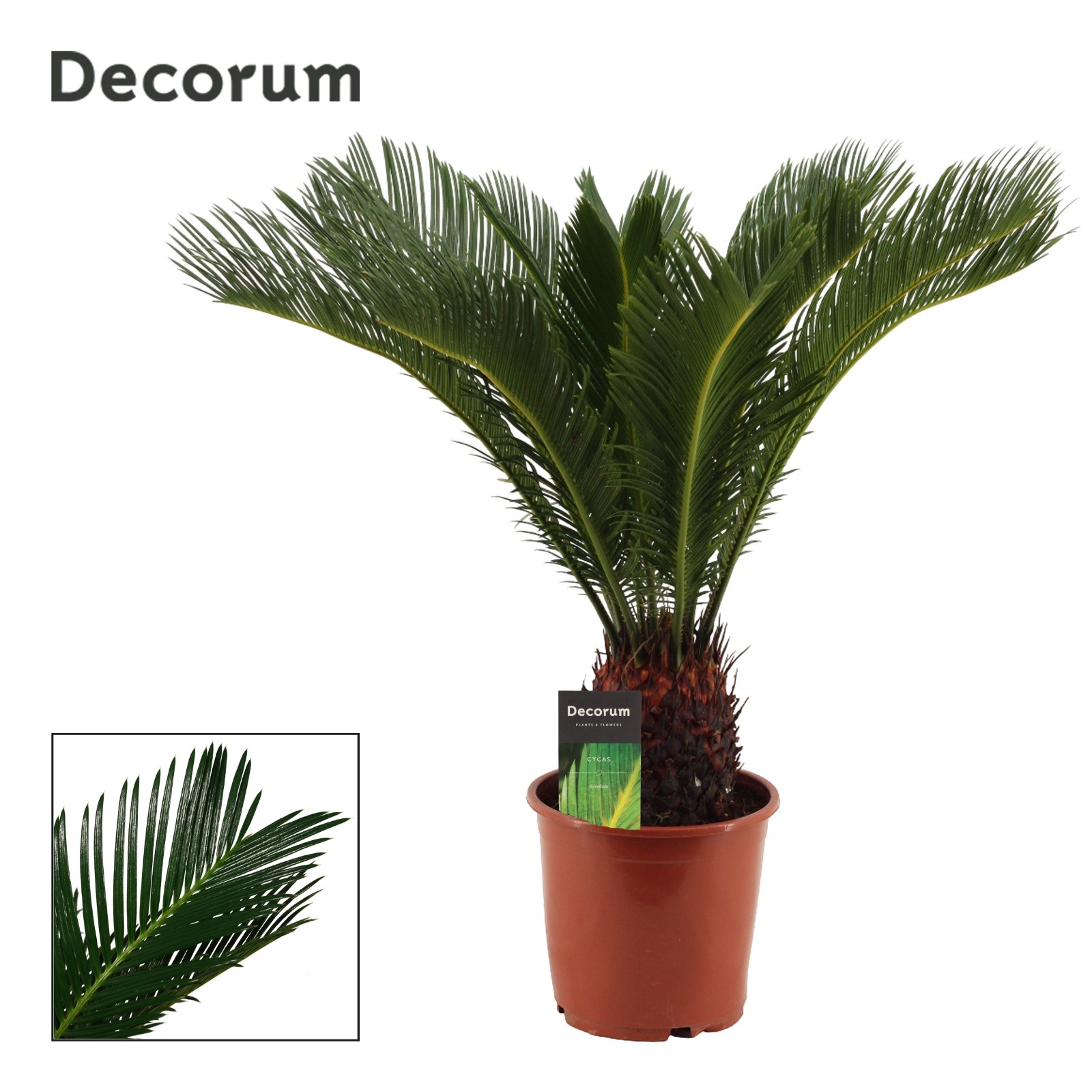 Cycas Revoluta 19 cm Decorum, 15+ veren, D 19