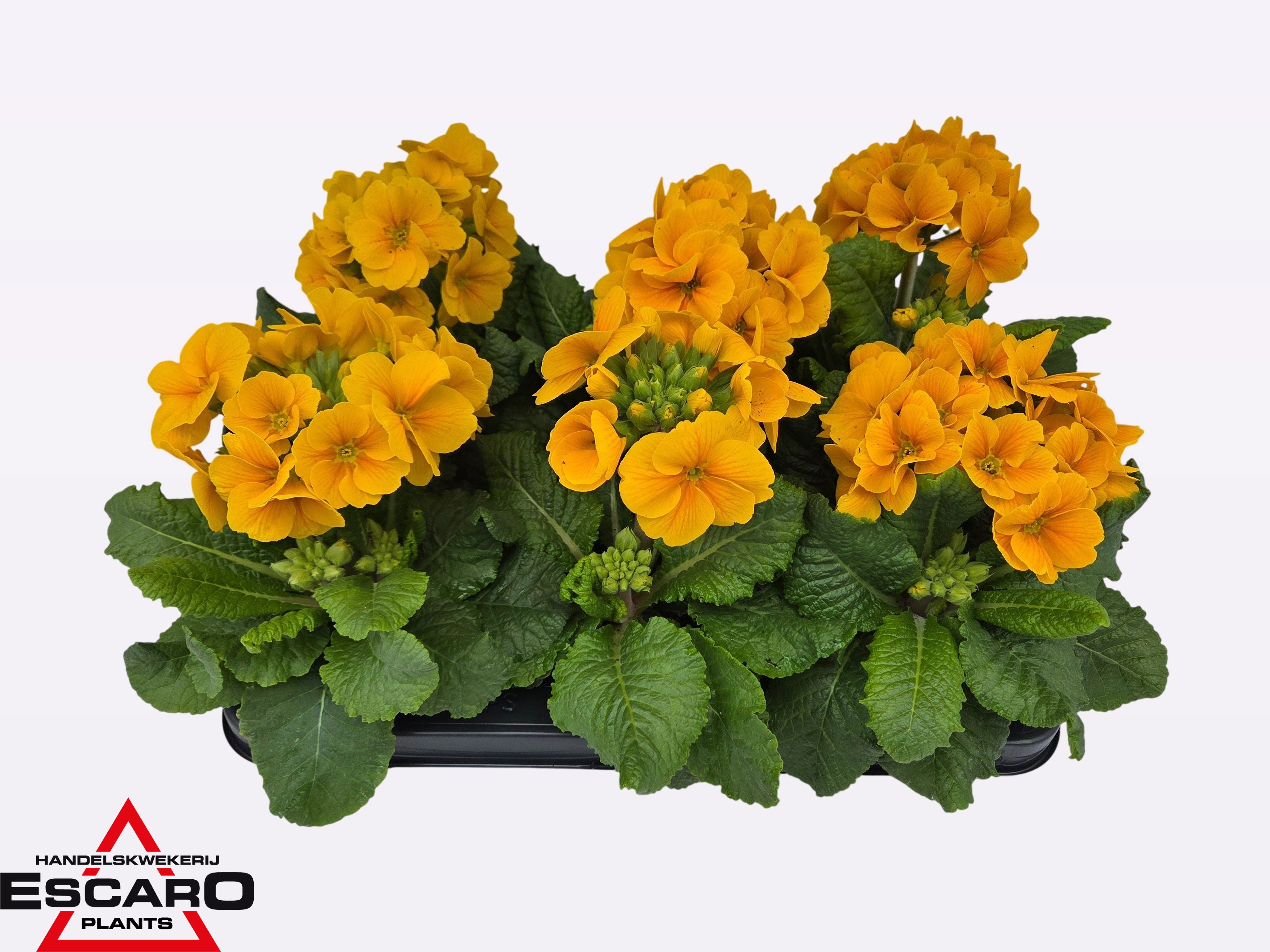Primula elatior Sibel gold P12, D 12
