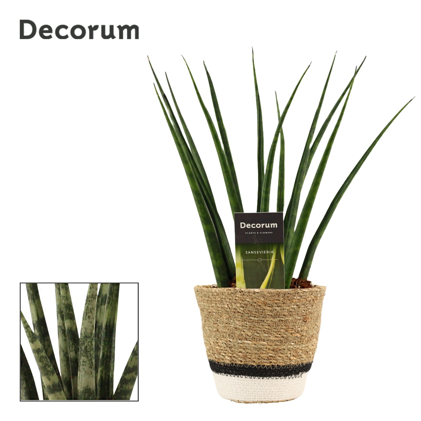 Sansevieria Fernwood 12 cm in Hanoi mand wit (Deco-collection), D 12