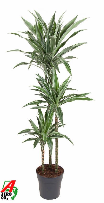 Dracaena Warneckei 90-60-30, D 24
