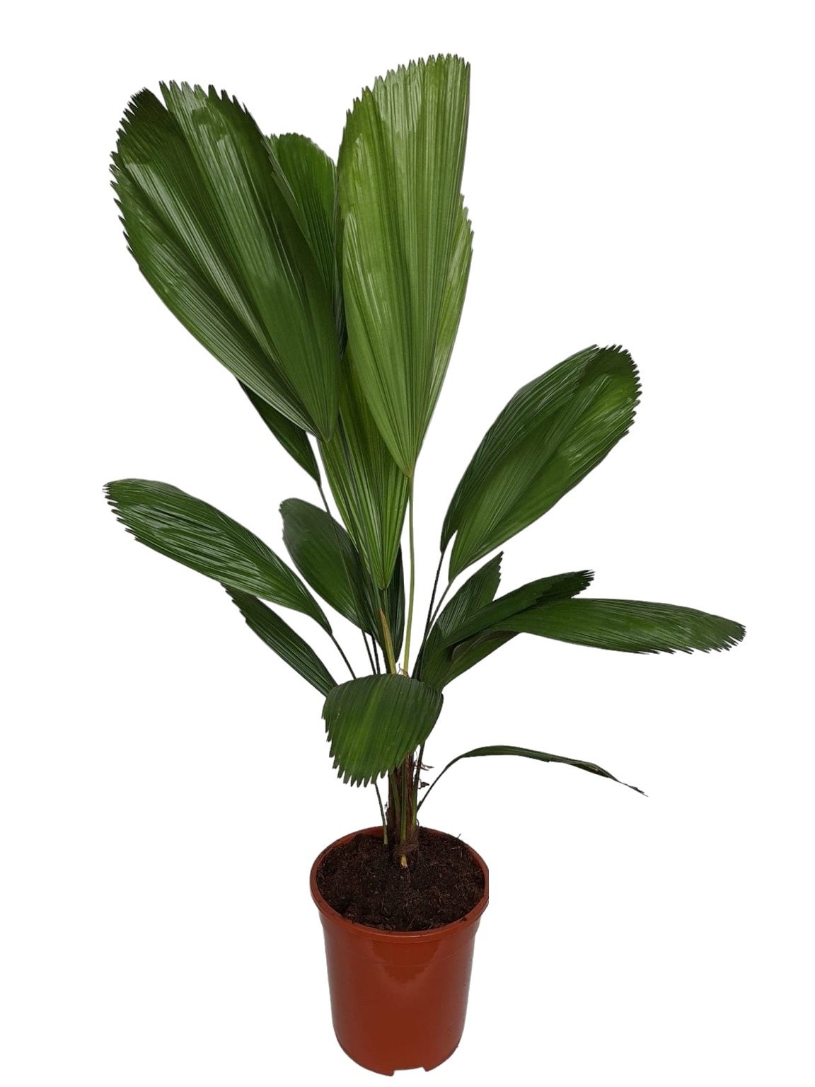 Licuala Grandis 21 cm, D 21