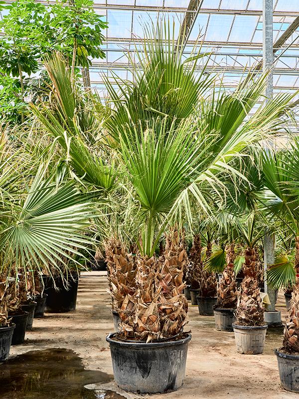 Washingtonia filifera (280-340), D 80