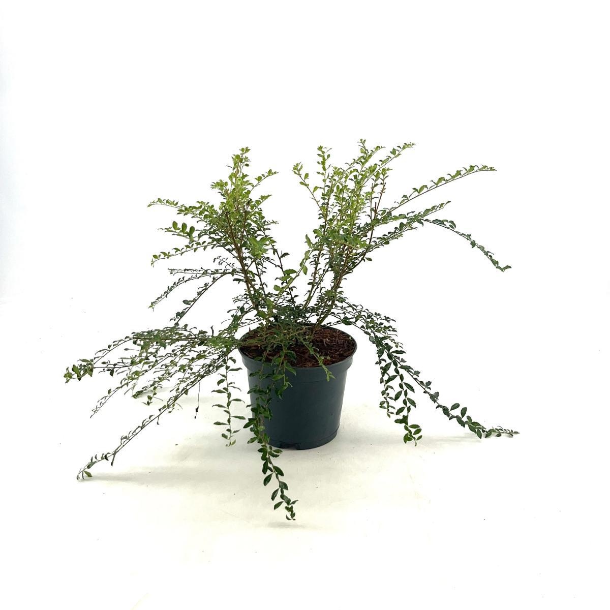 Azara microphylla, D 19