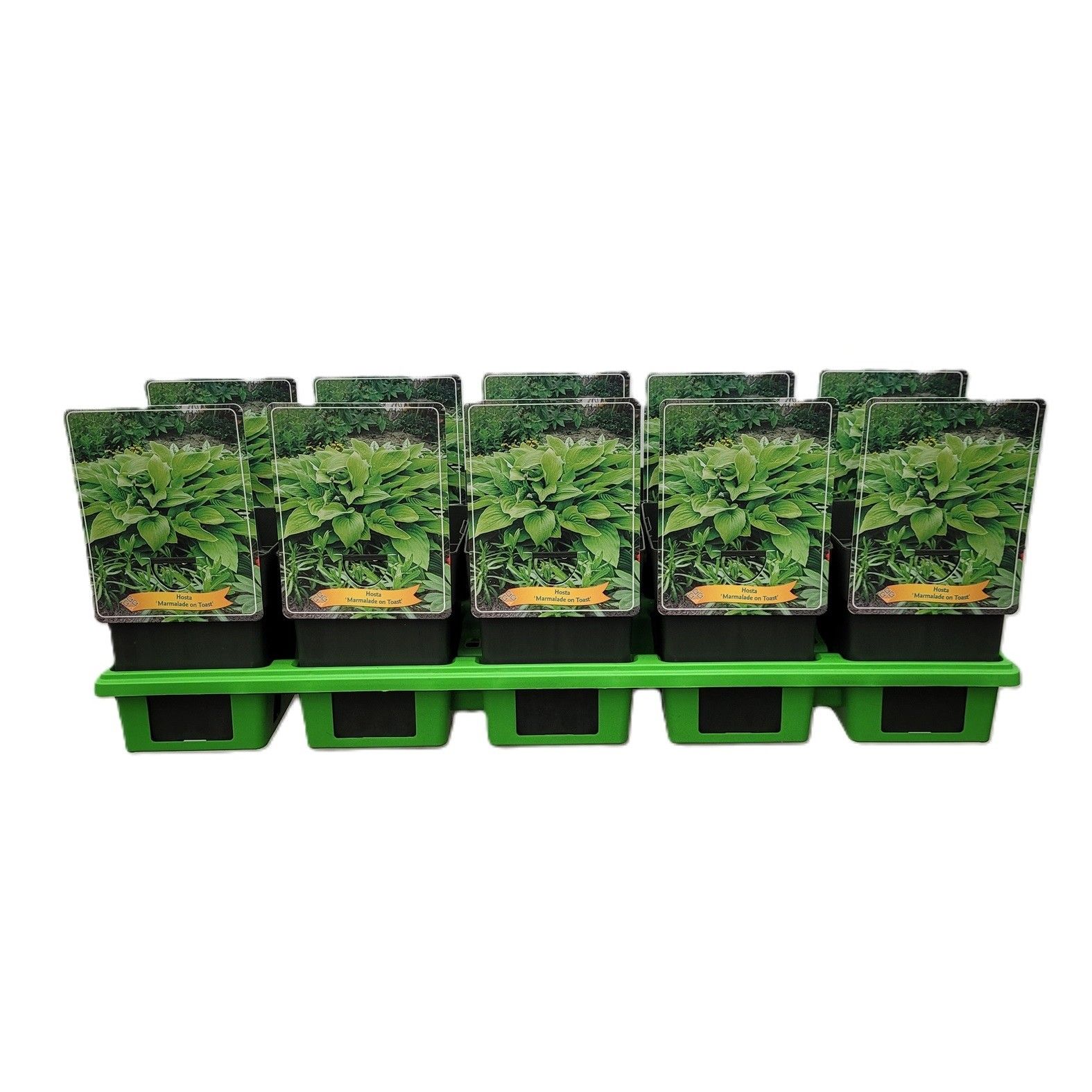 Hosta 'Marmalade on Toast' P11, D 11