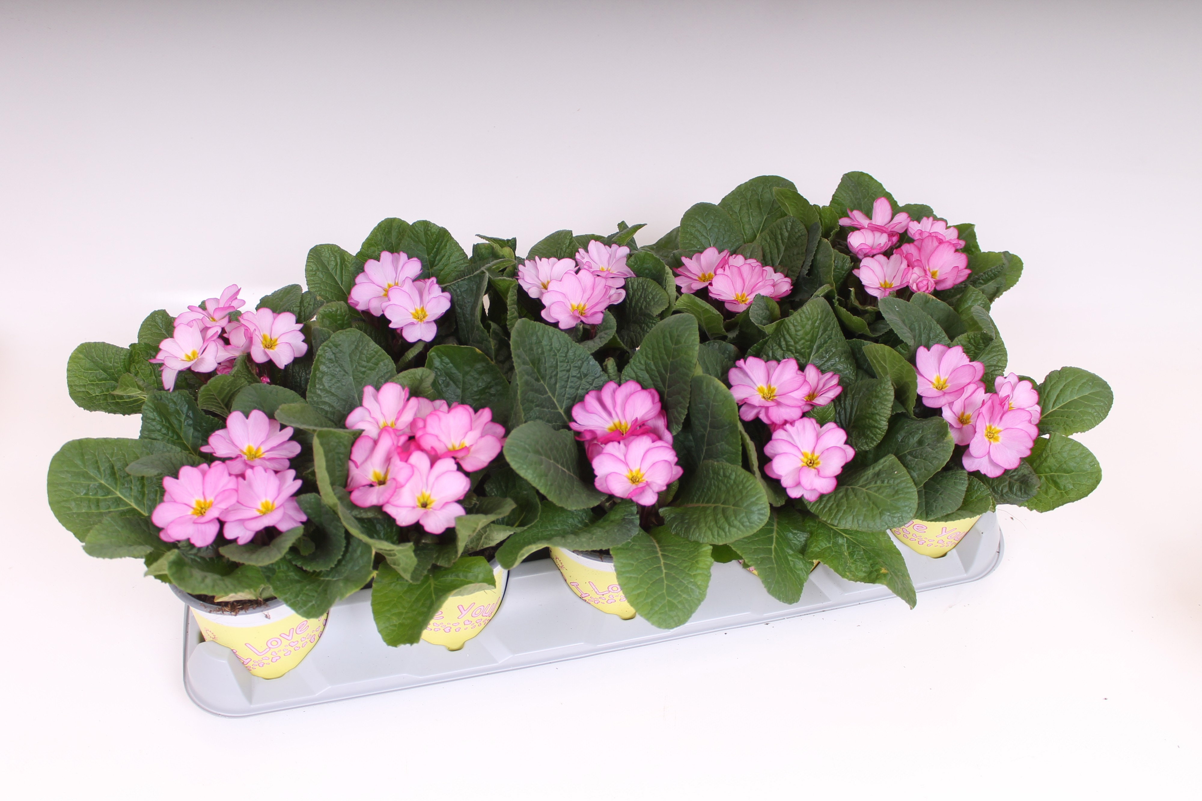 Primula ILY Specials - Woodland Rose, D 11