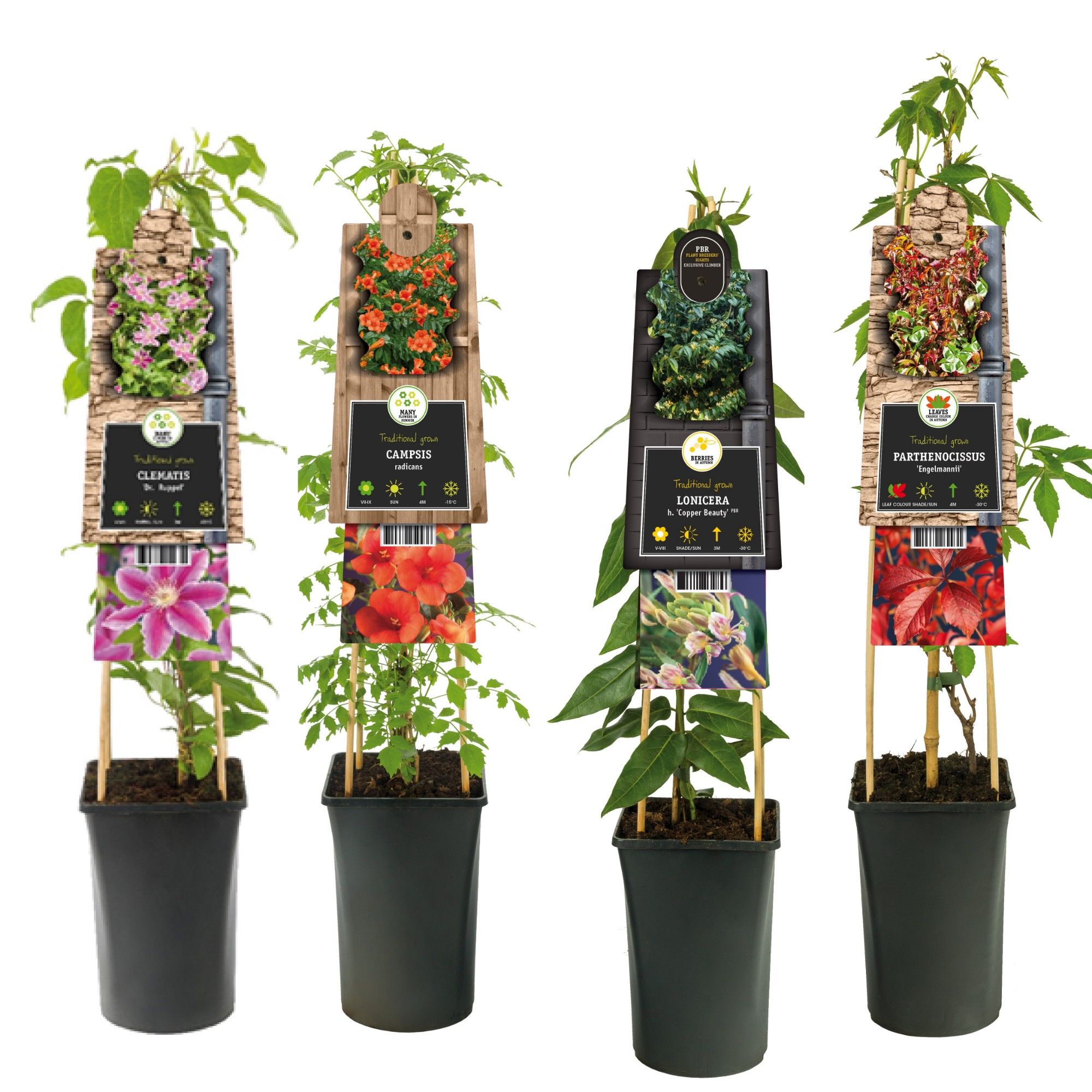 Mixshelf 50% Clematis, 50% Climbers +3.0 label, D 17