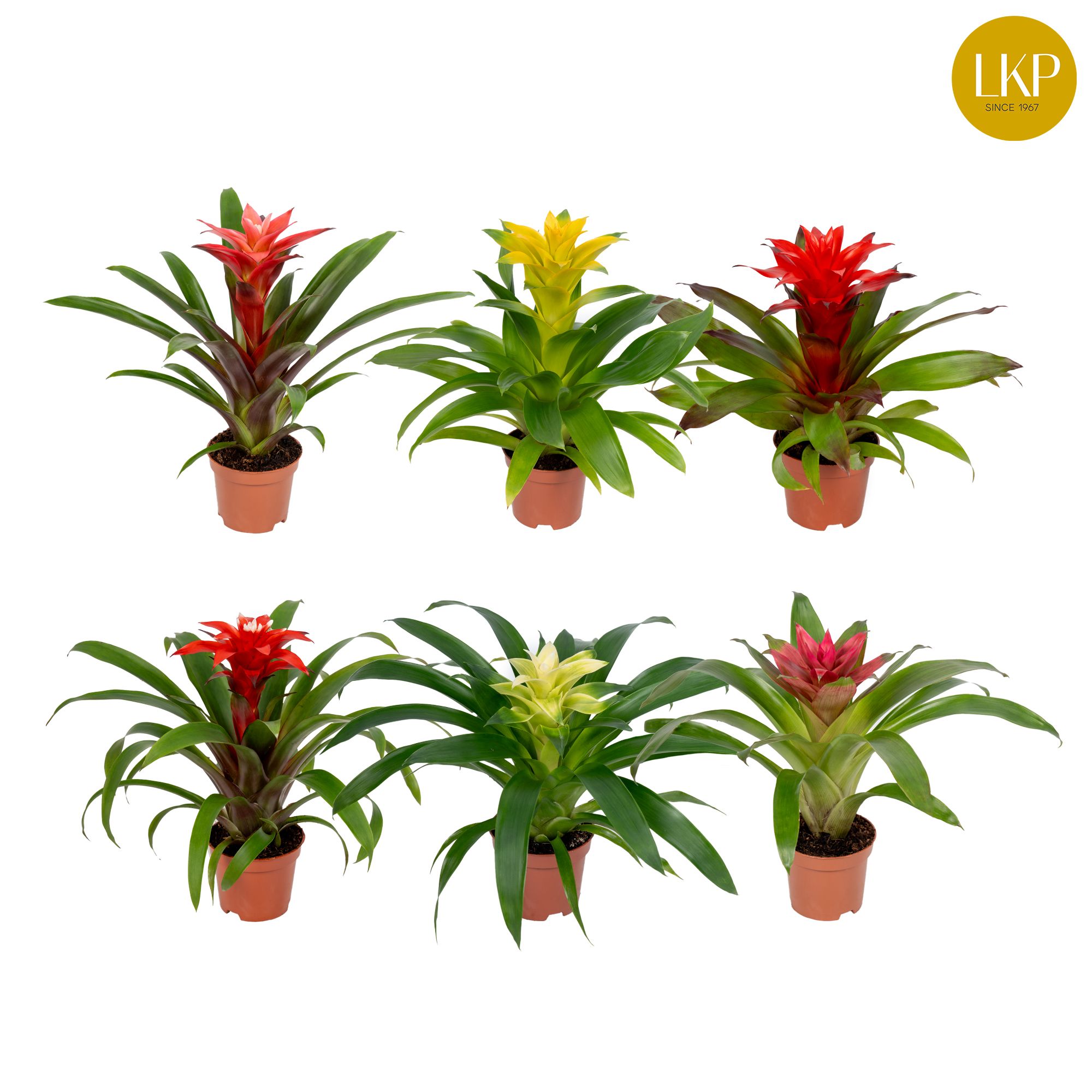 Guzmania Compact Plus Gemengd 10.5cm (Met Hoes), D 10,5