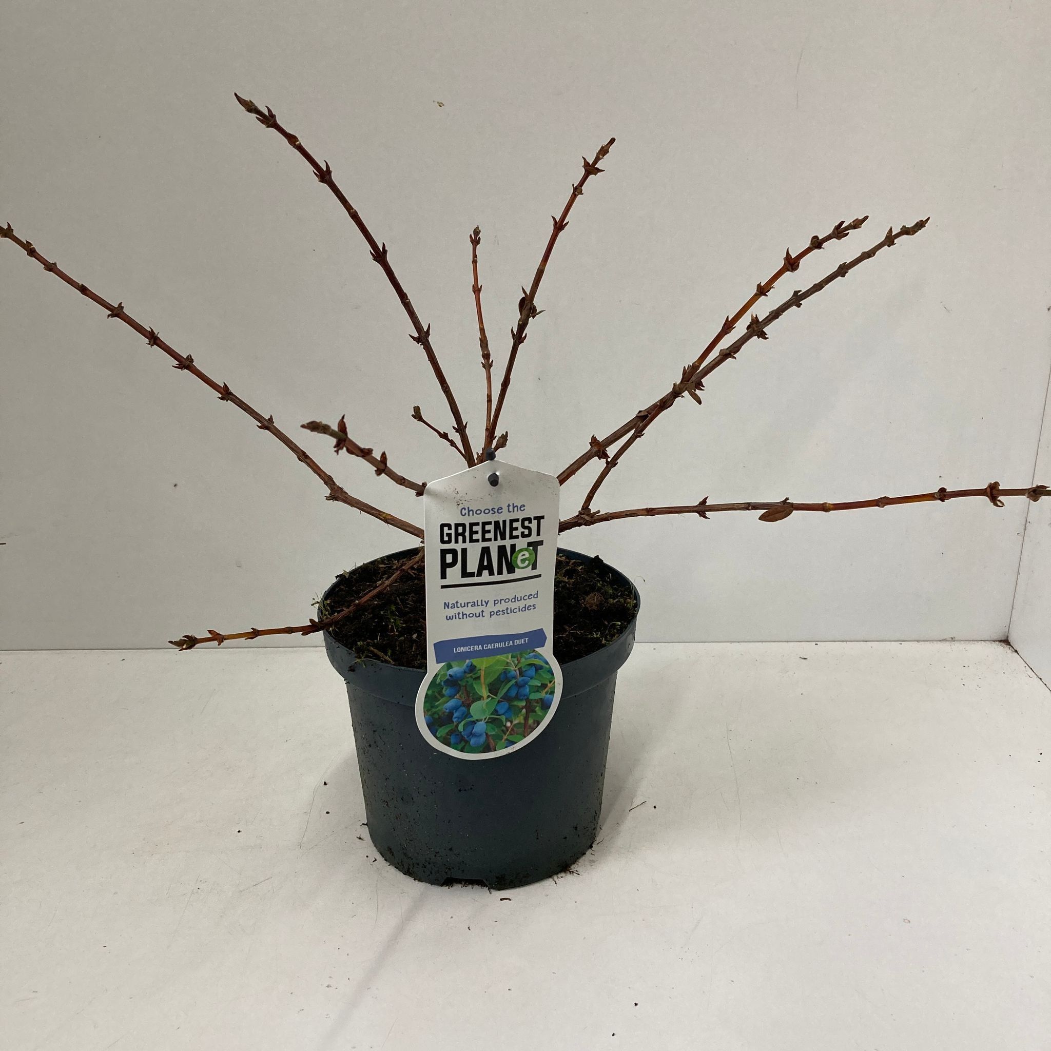 Lonicera cearulea 'Duet', D 19