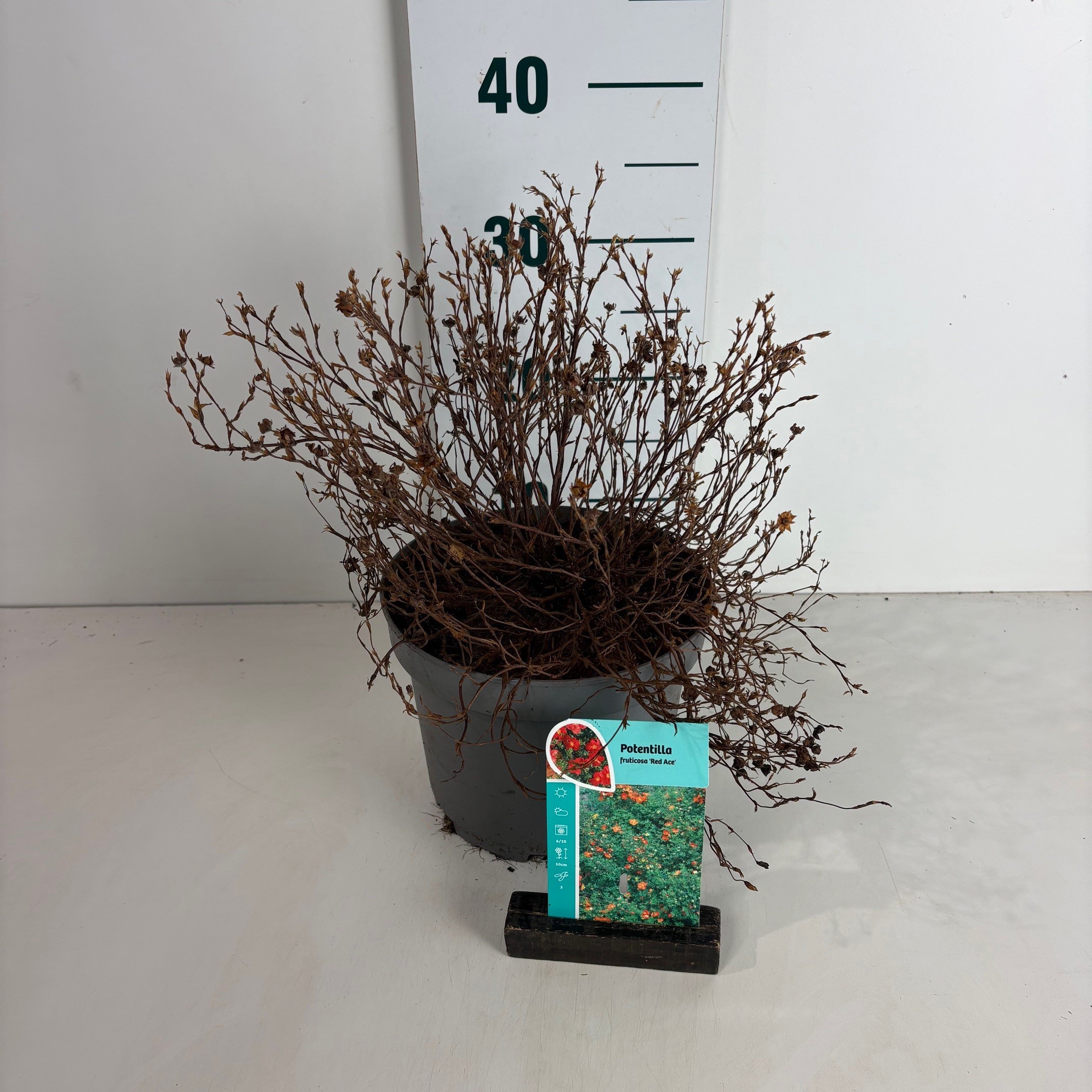 Potentilla fruticosa Red Ace, D 20