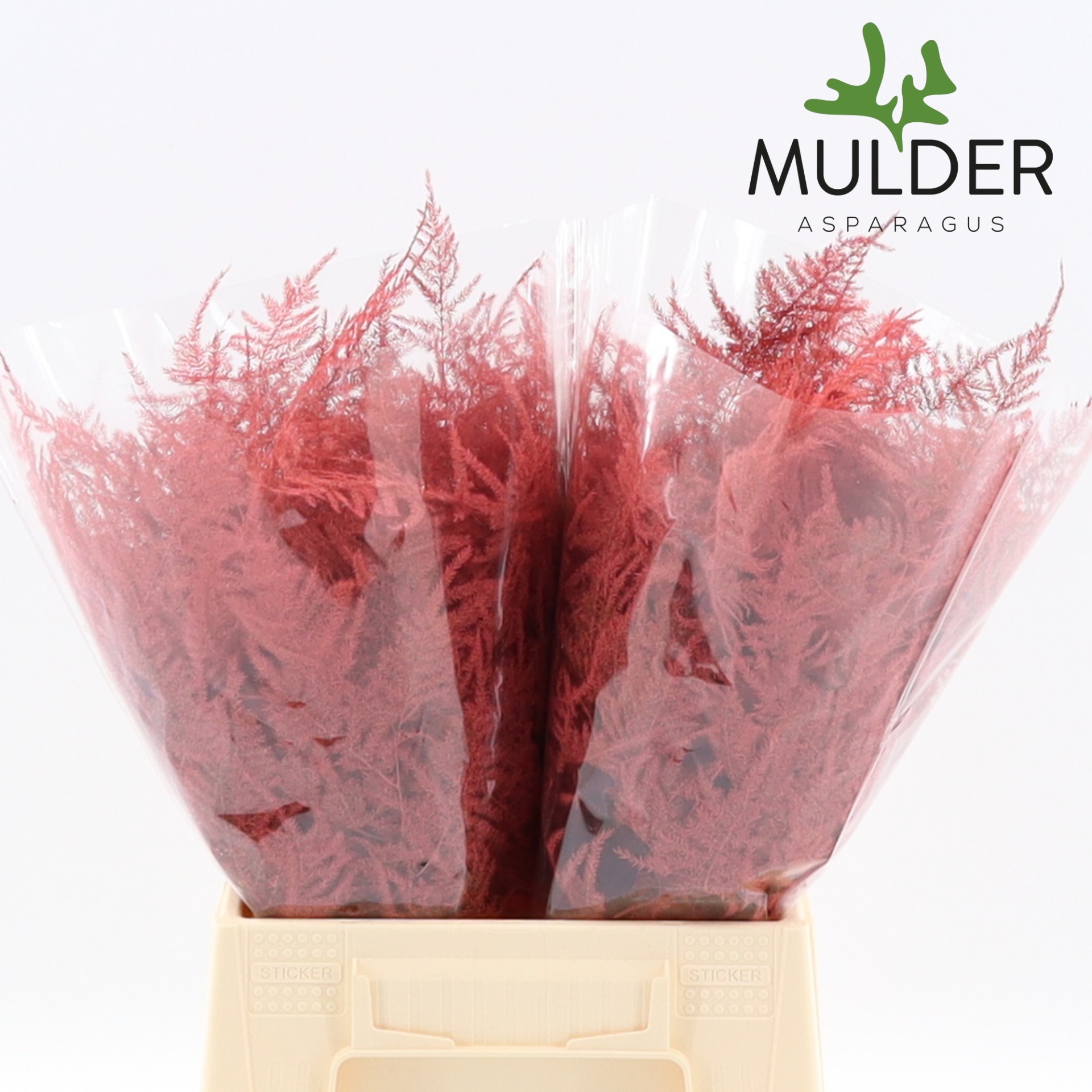 Аспарагус Овериг Крашеный (краш. ) 45, шт.