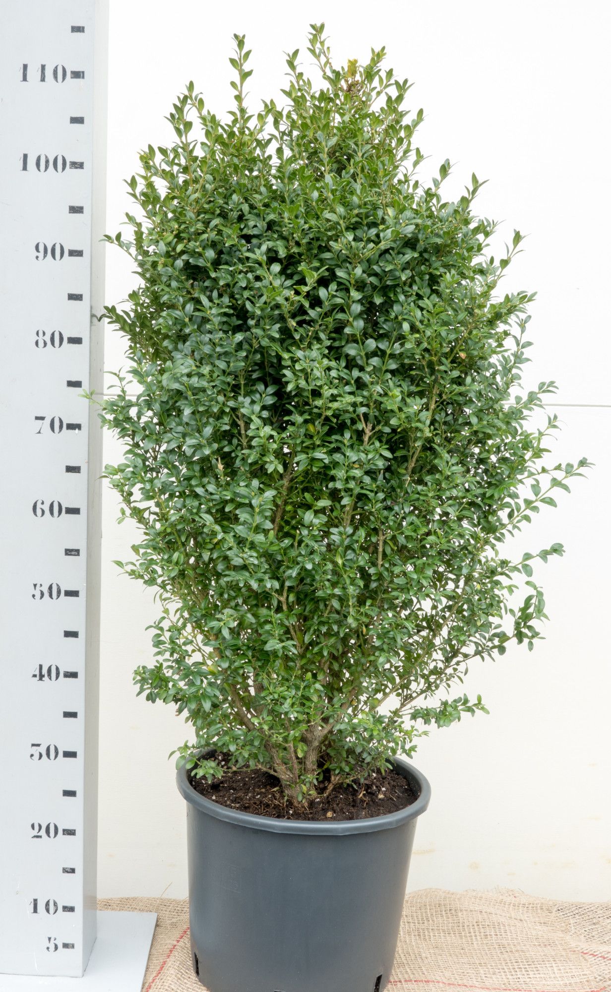 Buxus sempervirens 80-90cm struik, D 33