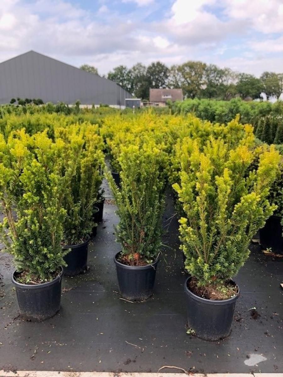 Taxus media 'Hillii', struik, D 32