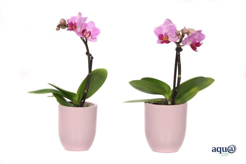 Hugo p06 silver pink Phal Tiny Dolls pink 1T07+ Aqu@, D 6