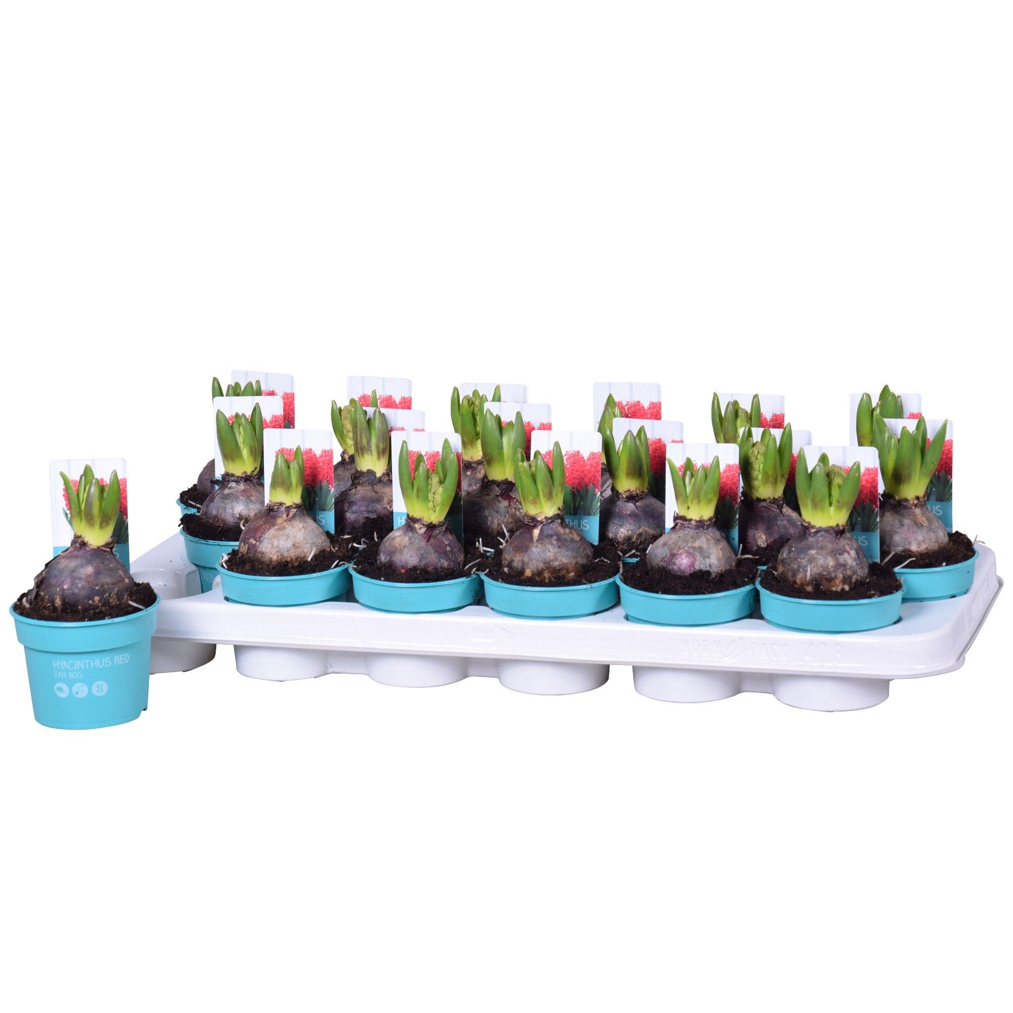 Hyacinthus Jan Bos 'Diamond Collection' 9cm, D 9