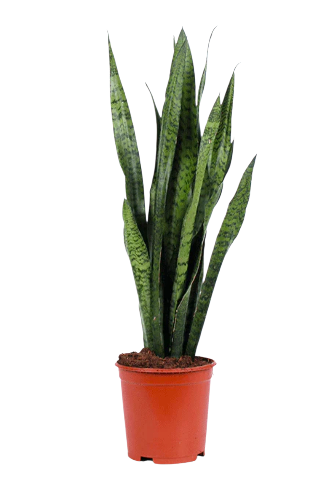 Sansevieria Zeylanica 24 cm, D 24