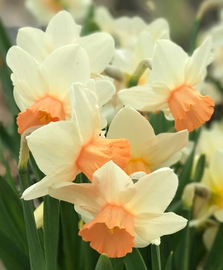 NARCISSUS INCOMPARABILIS 'IWONA', D 11