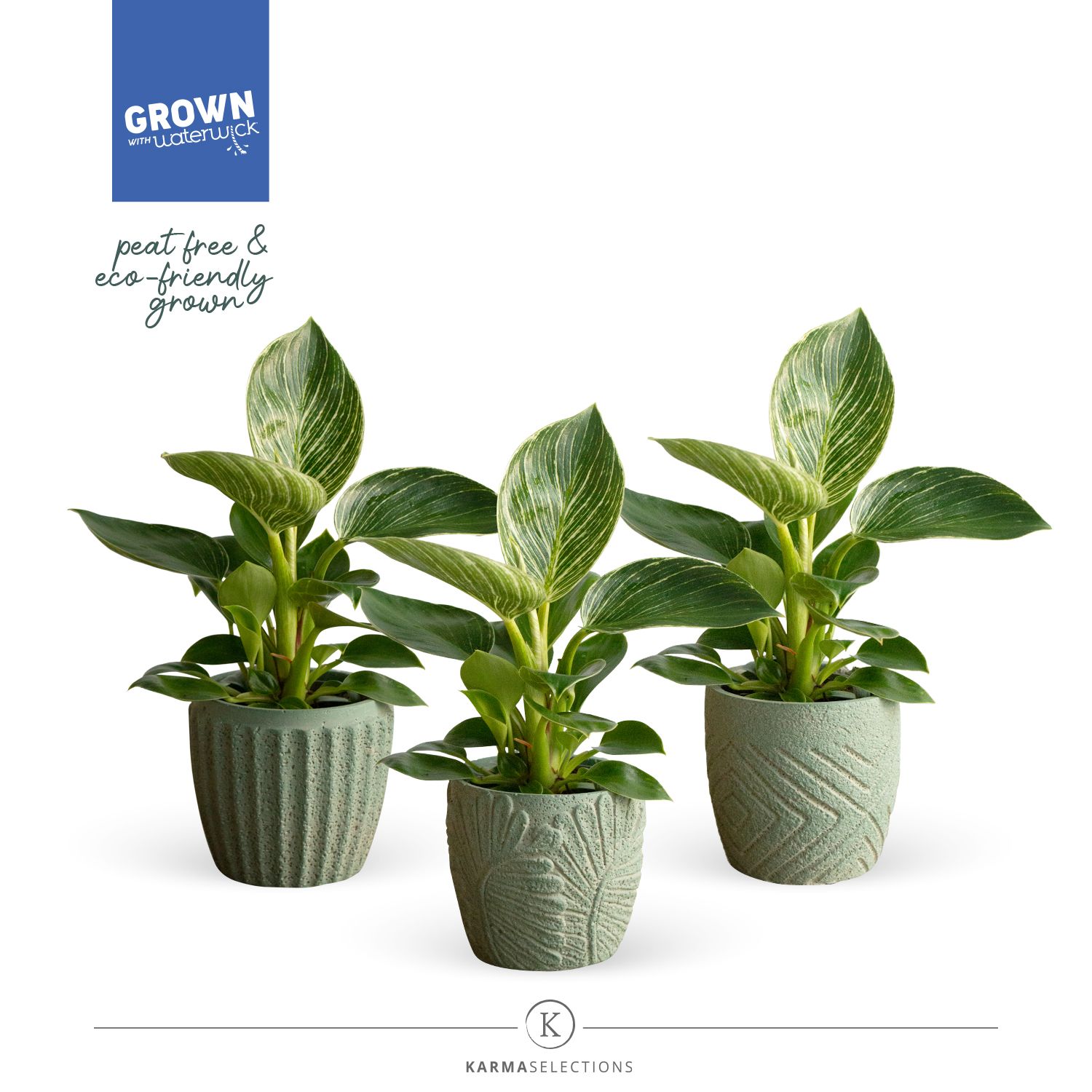 Mimesis Philodendron White stripe - Jade mix, D 9