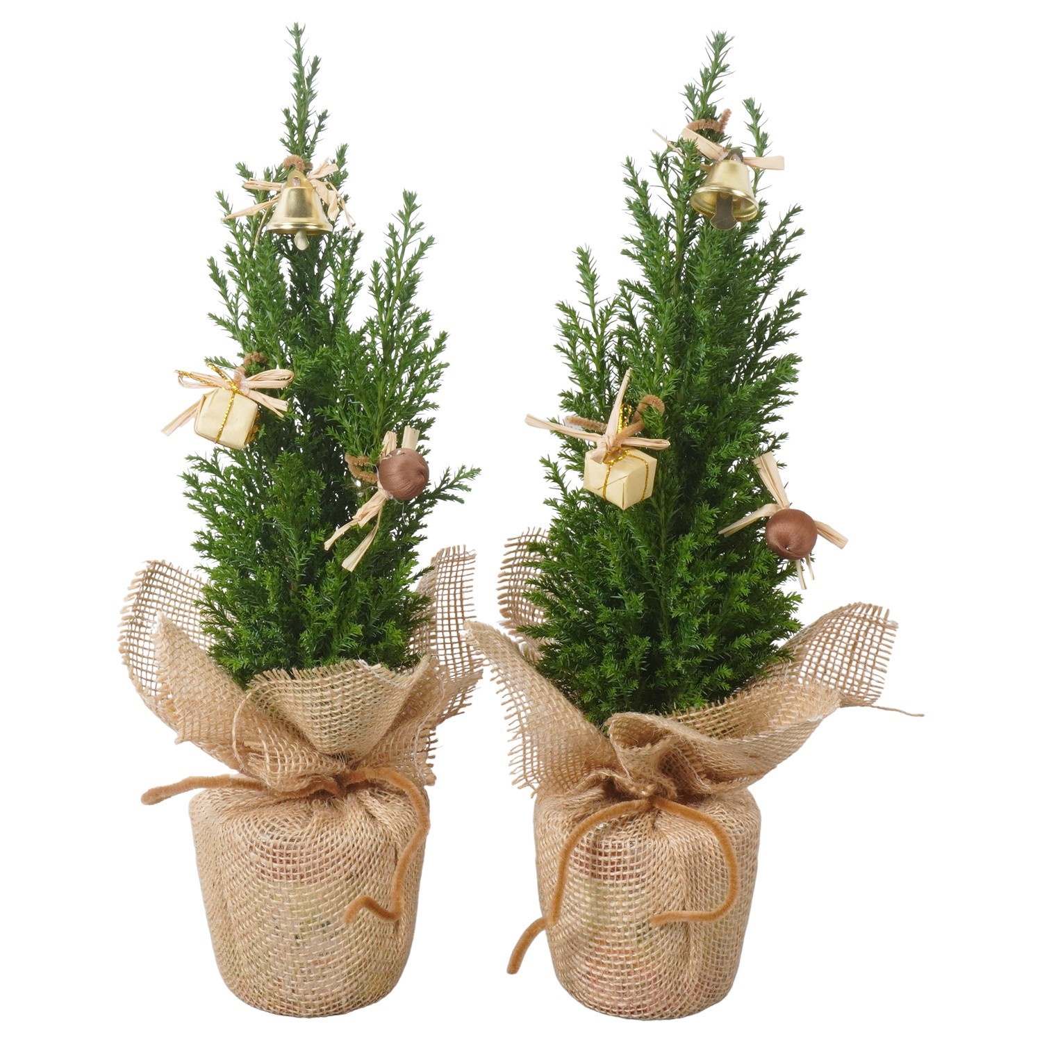 PTK26727 Ellwoodii in jute met decoratie, D 9