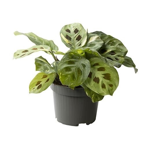 MARANTA LEUCONEURA, D 12