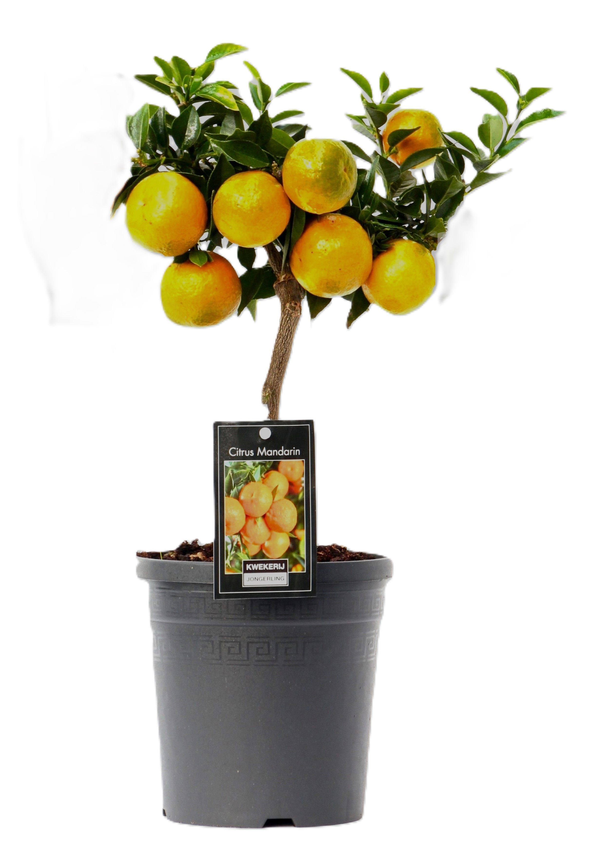 Citrus Mandarin, D 15