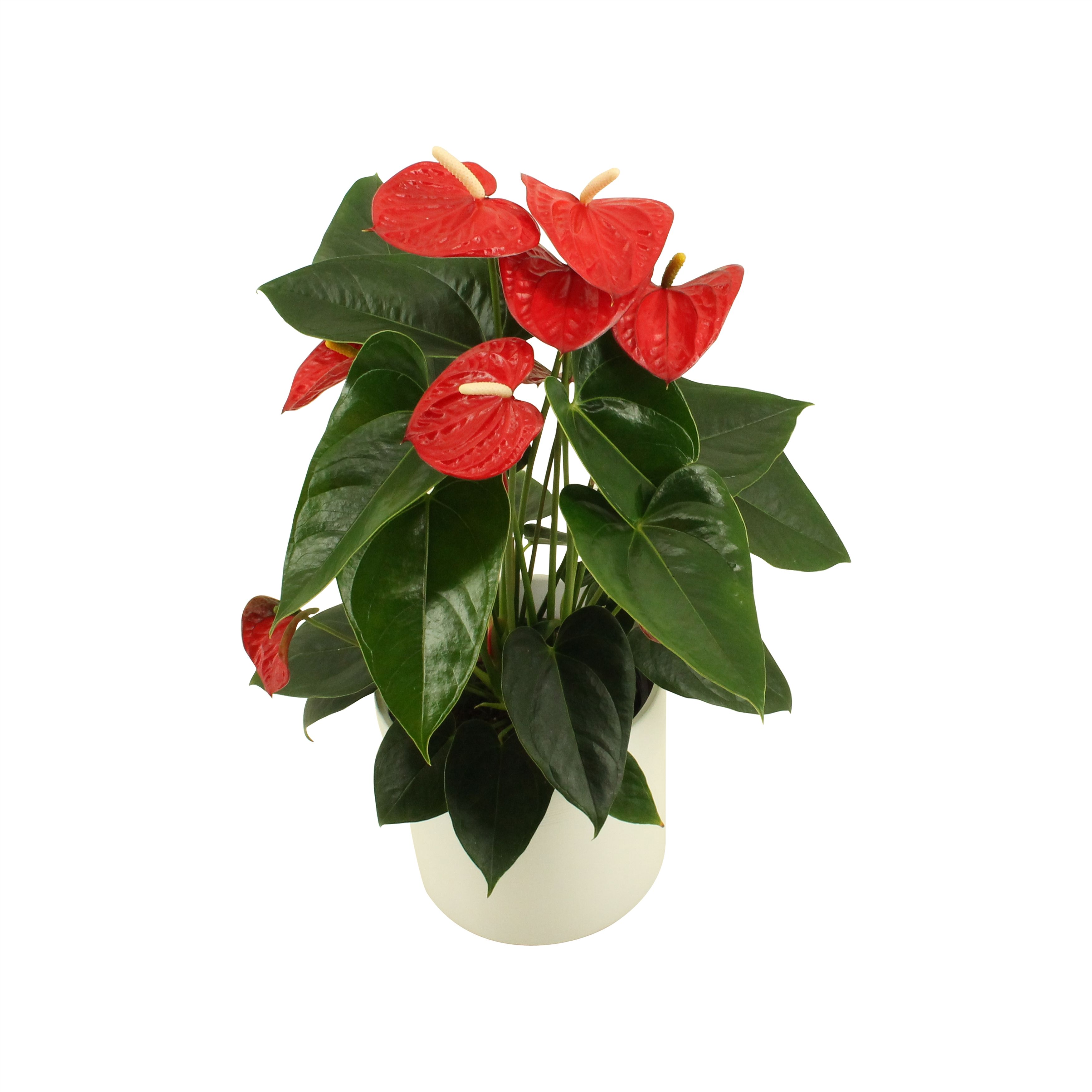 Anthurium XL.17 Easy Red 14cm in keramiek, D 14
