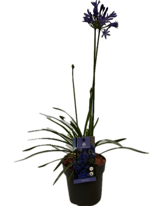 Agapanthus 'Medusa' P17 EVERGREEN, D 17