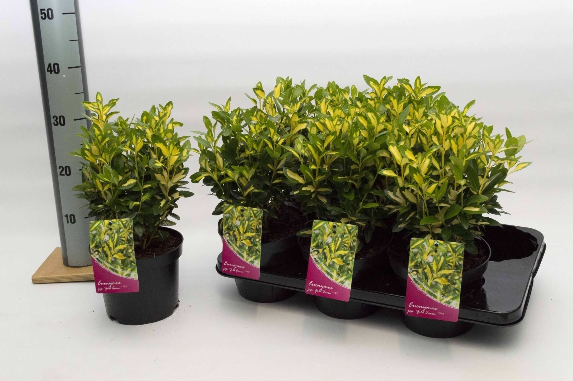 Euonymus jap. Gold Queen, D 17