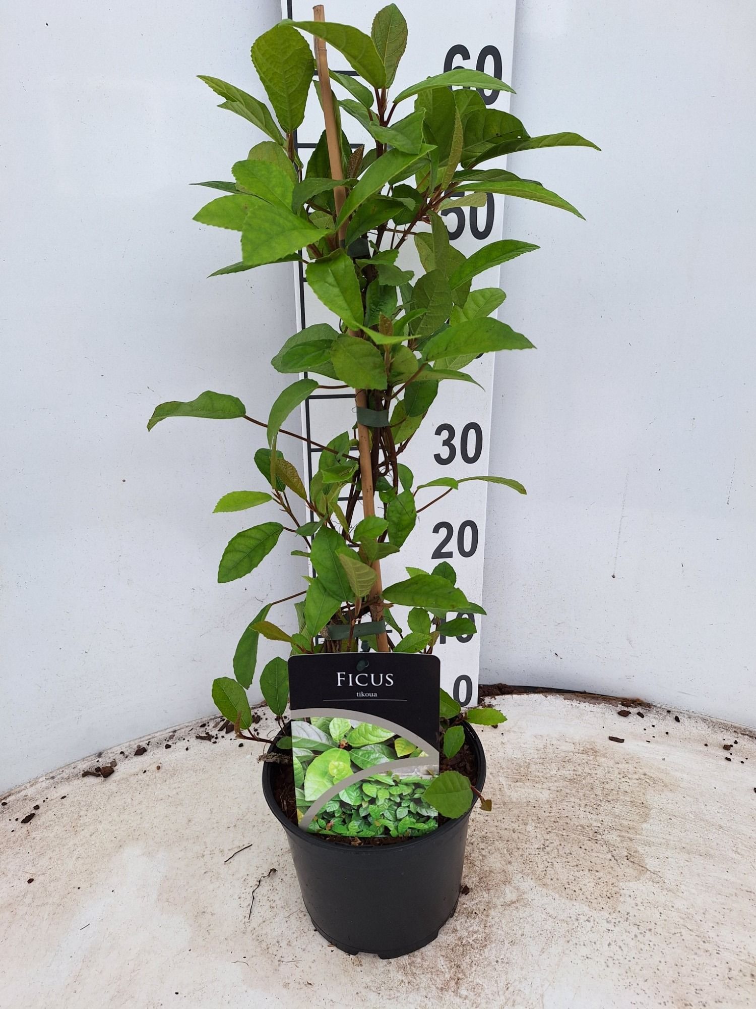 Ficus tikoua, D 17