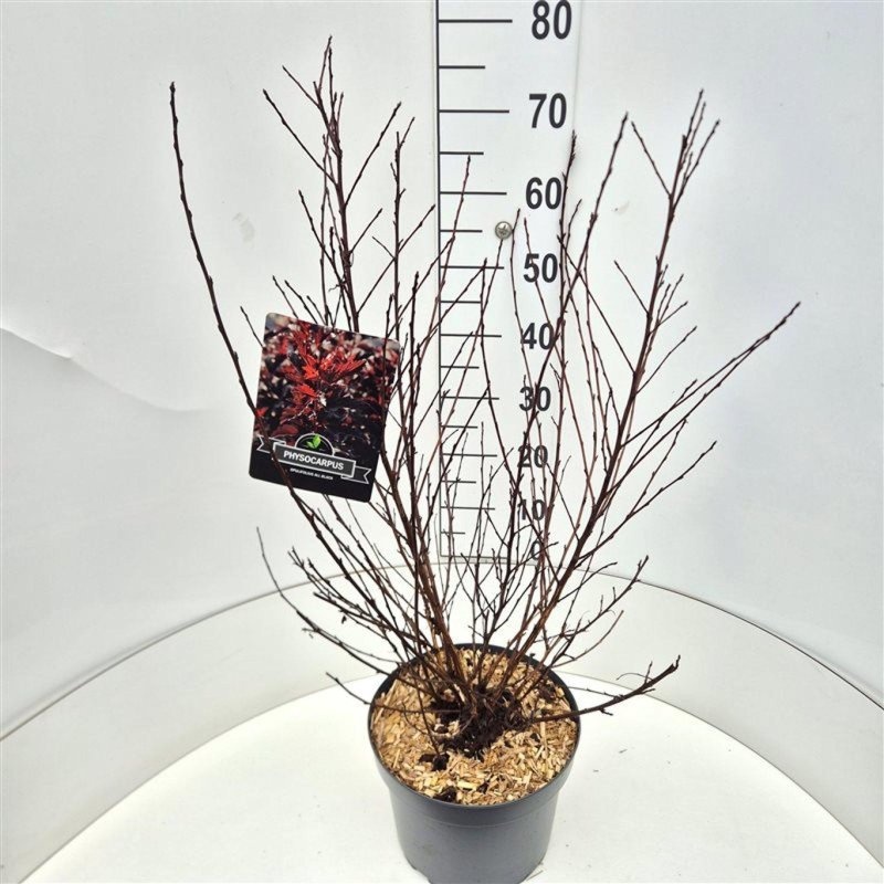 Physocarpus opulif. All Black, D 29