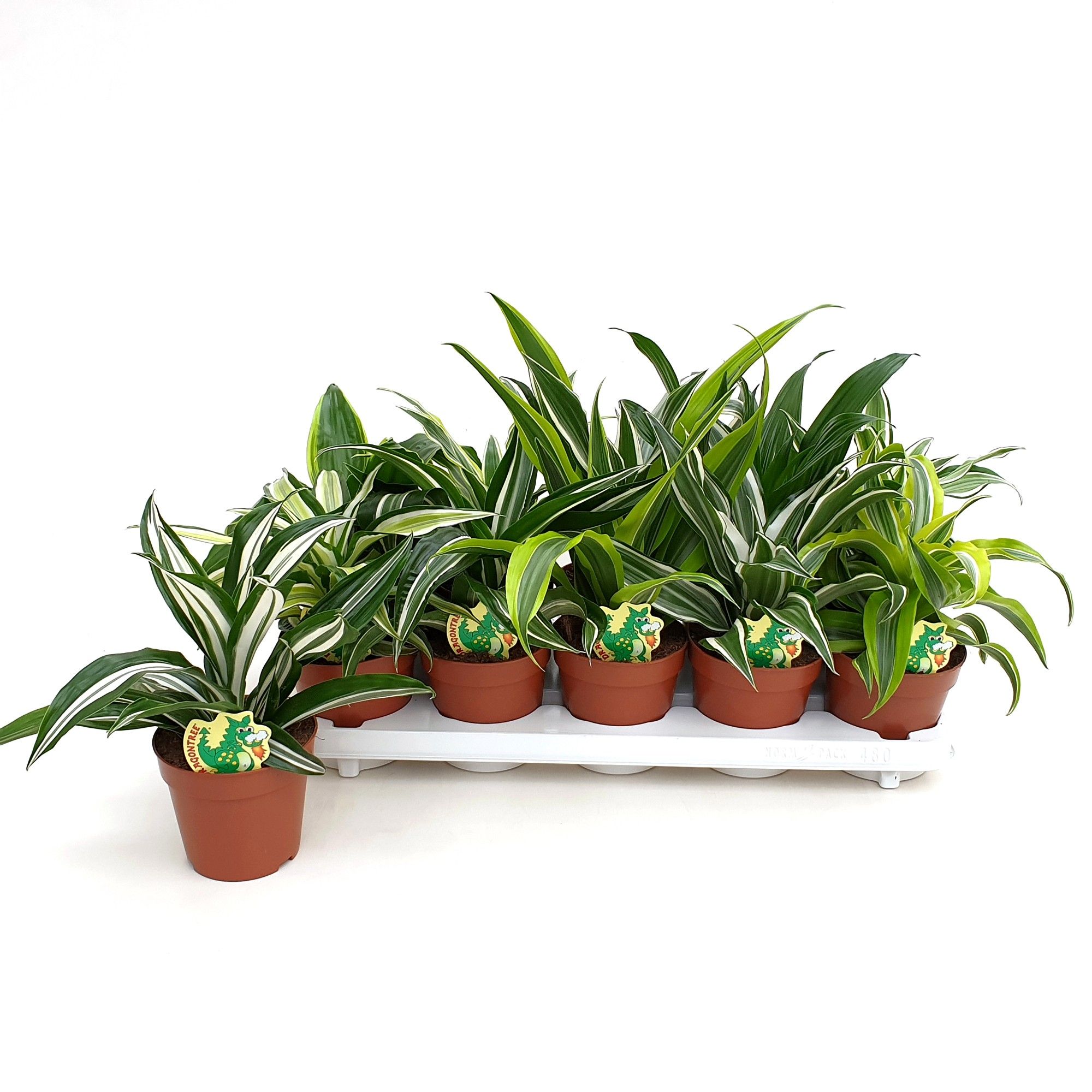 Dracaena Dragonmix min. 5 soorten, D 12
