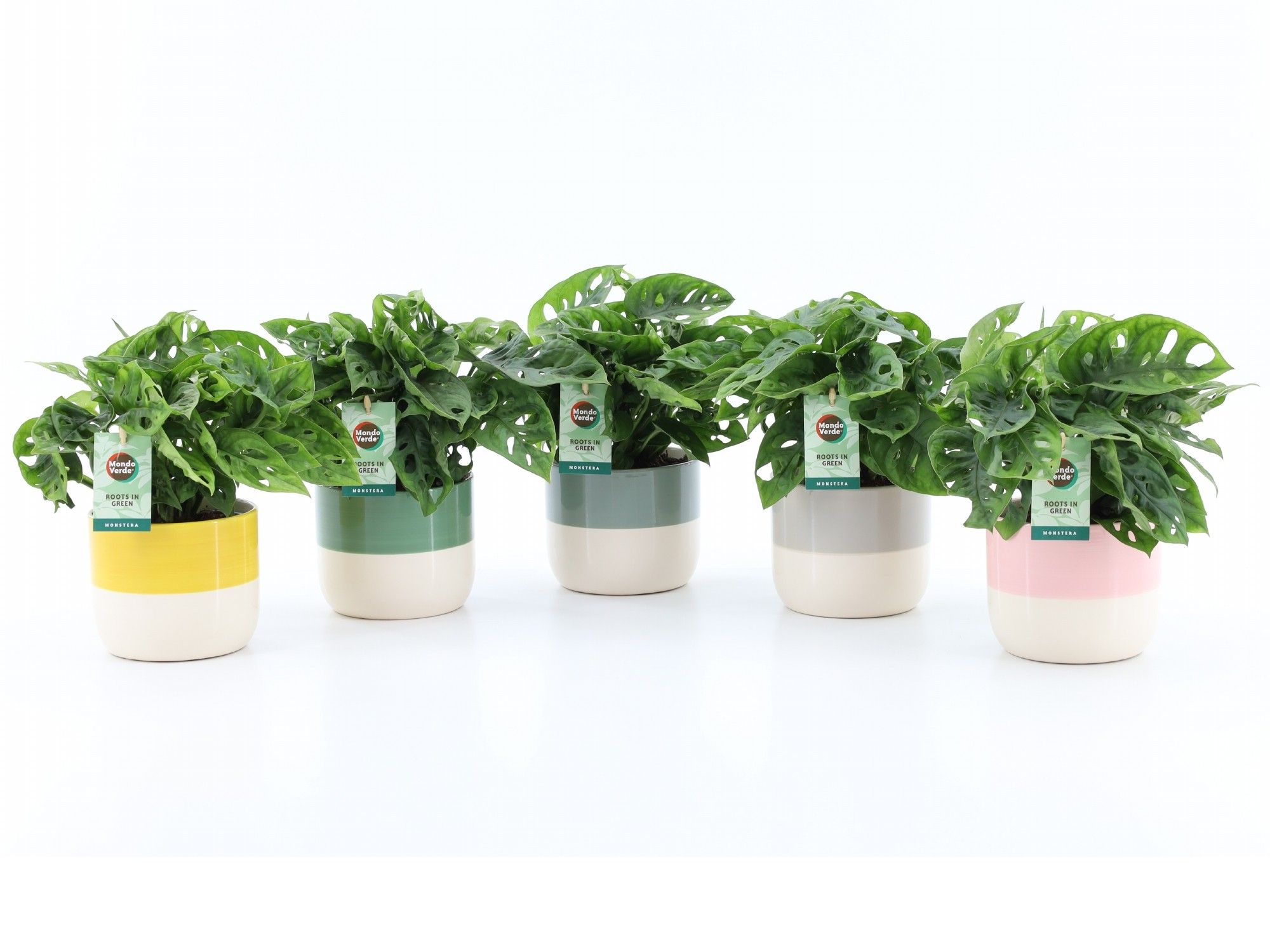 Monstera Adansonii in Two Tone, D 13