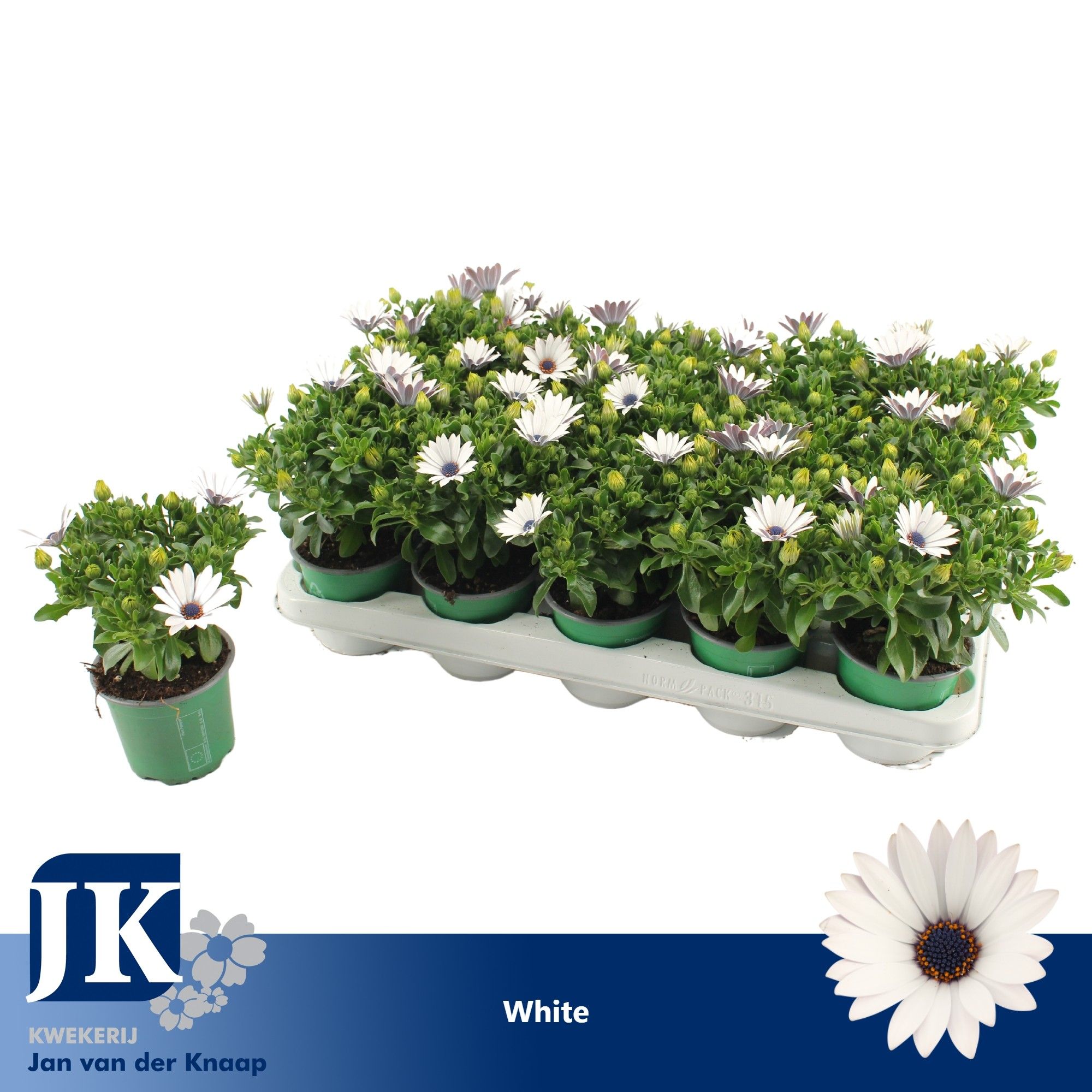 Osteospermum Wit TST, D 10,5