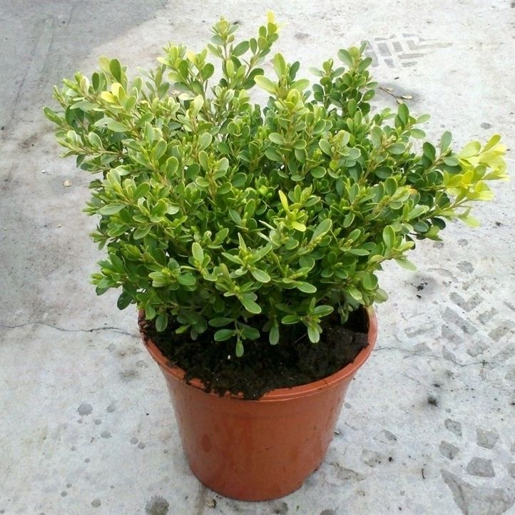 Buxus microphylla 'Rococo', D 17