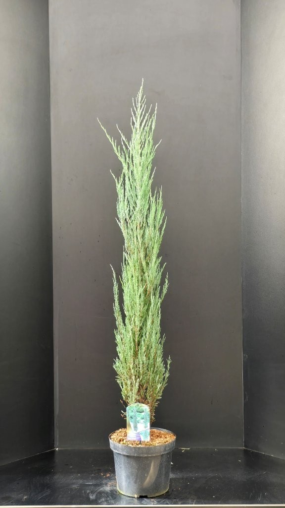 Juniperus scopulorum Blue Arrow, D 29