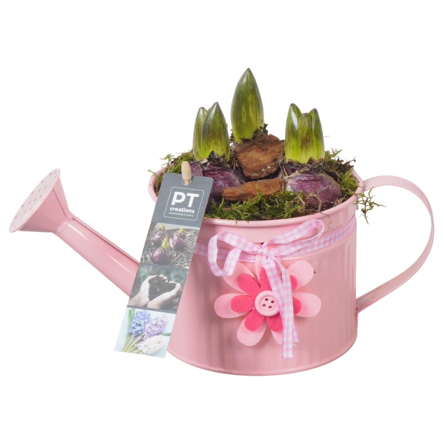 PTHC9123 Arrangement Hyacints in zink gieter, D 12