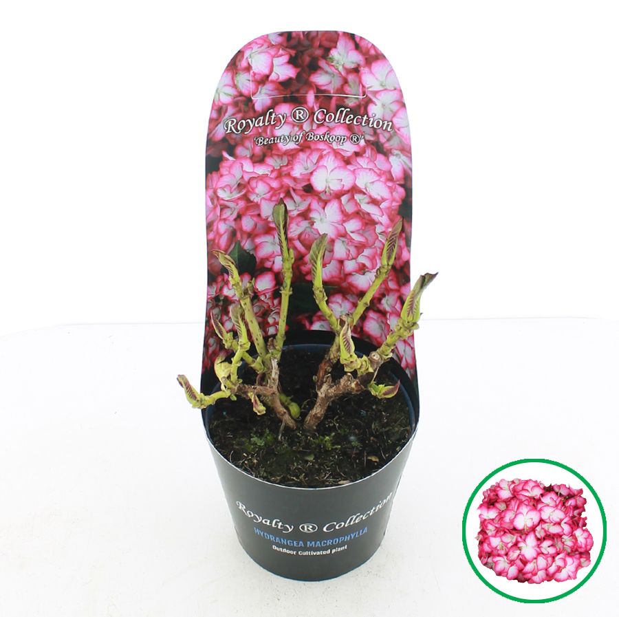 Hydrangea macr. Royalty® 'Beauty of Boskoop'® C2 (17cm.) Potcover, D 17
