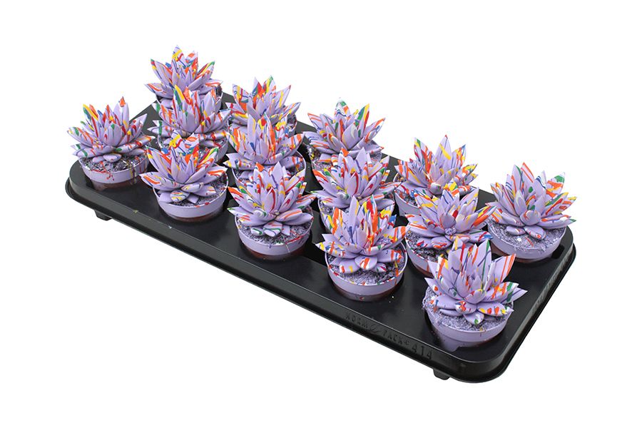 Miranda coloured Splash pastel purple, D 8,5