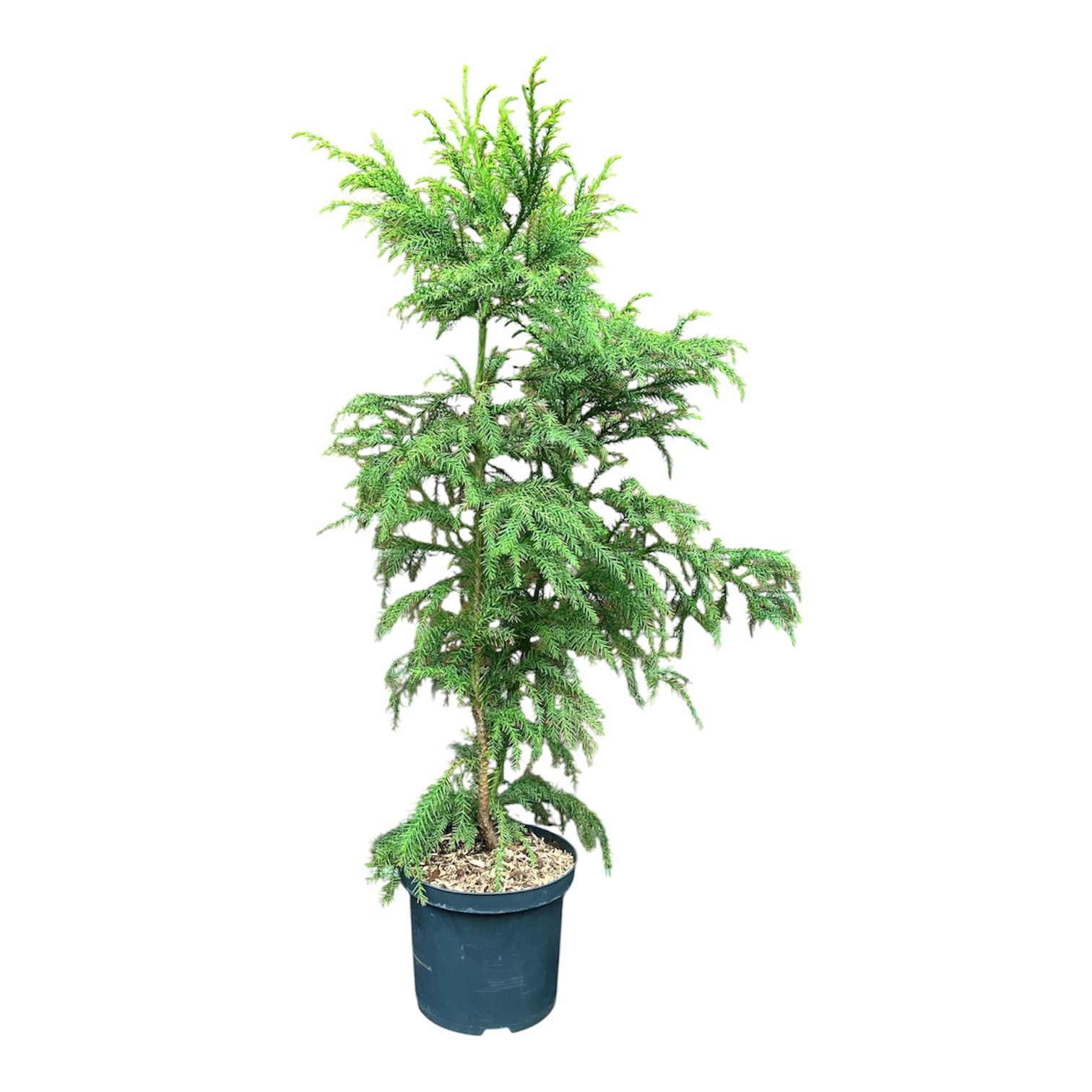 Cryptomeria j. 'Sekkan', D 23