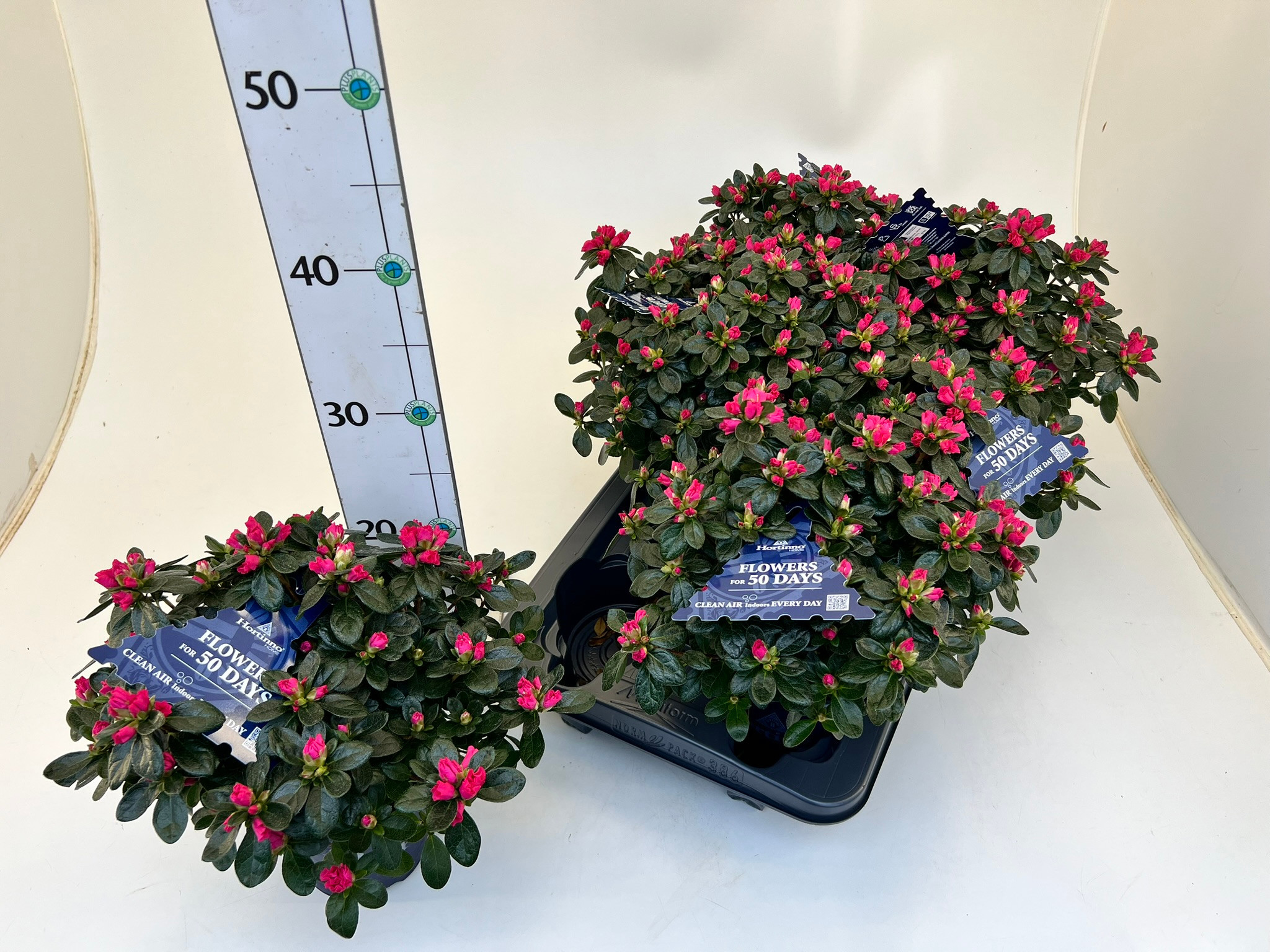 Rhododendron simsii T13 Hortinno 'Rouge', D 12