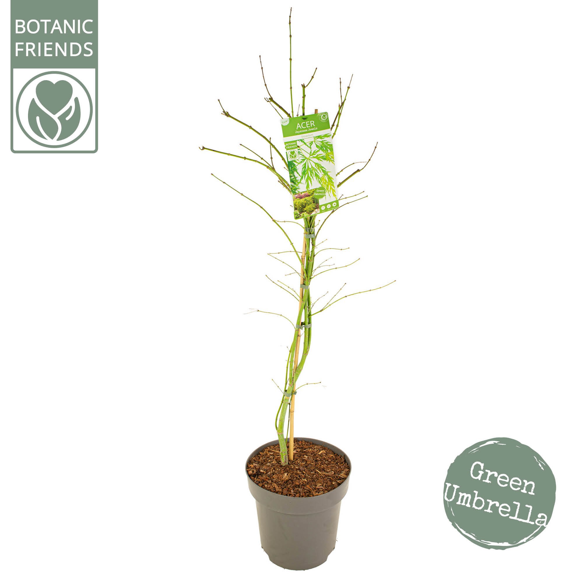 Acer palm. 'Dissectum' C14 struik, D 30